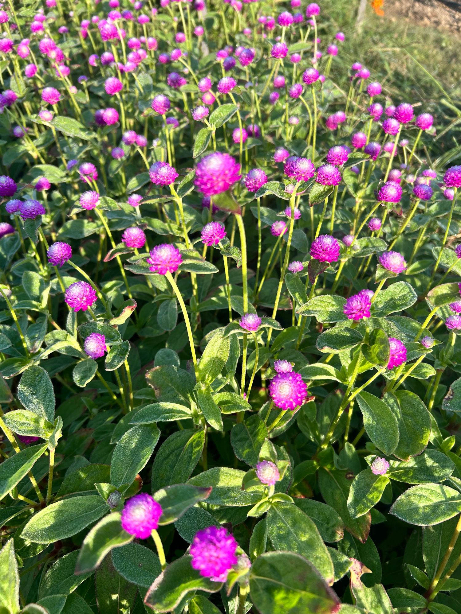 GOMPHRENA globosa Bicolor