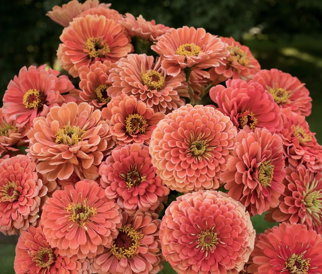 ZINNIA elegans Benarys Giant Salmon Rose