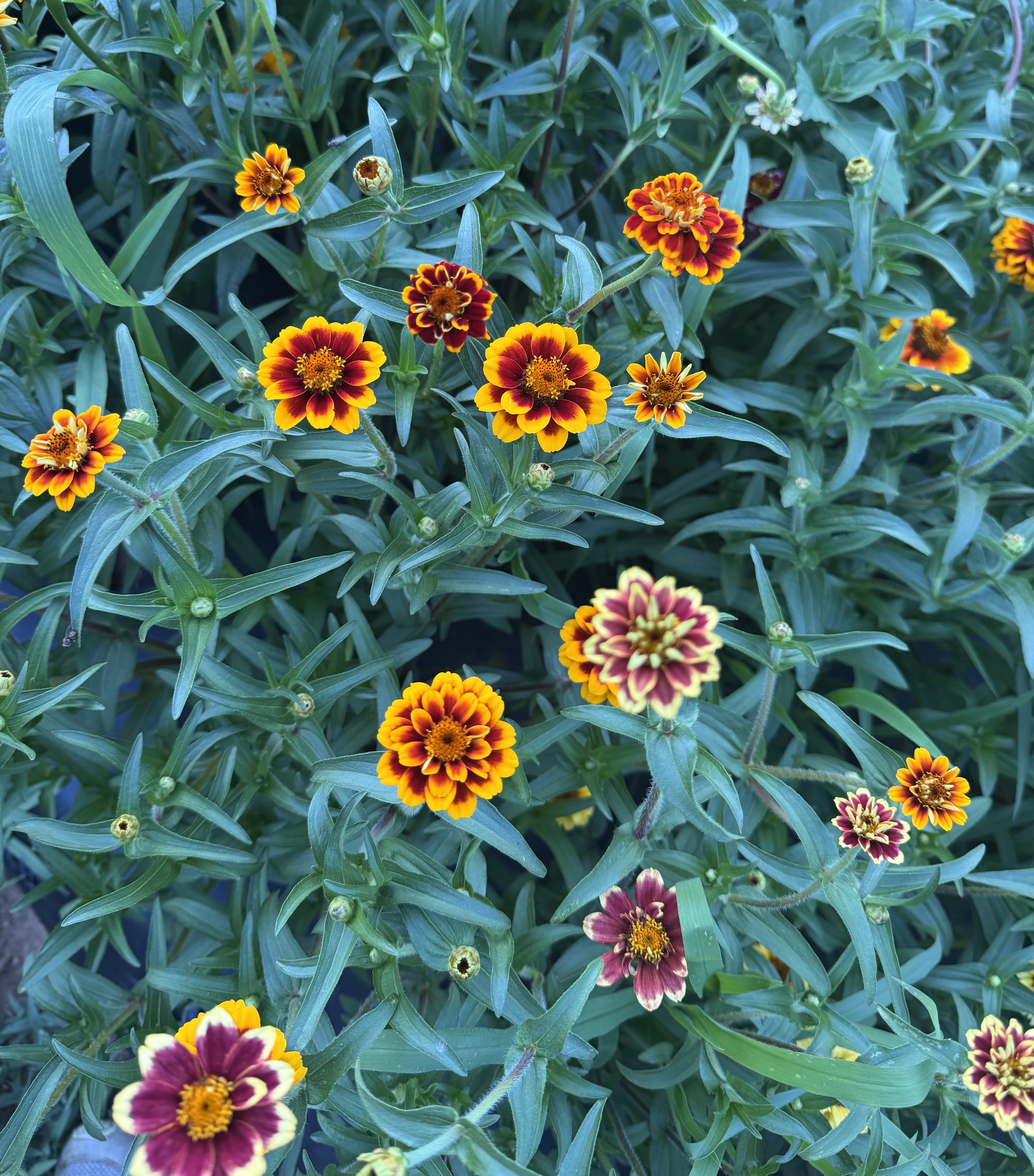 ZINNIA haageana Persian Carpet