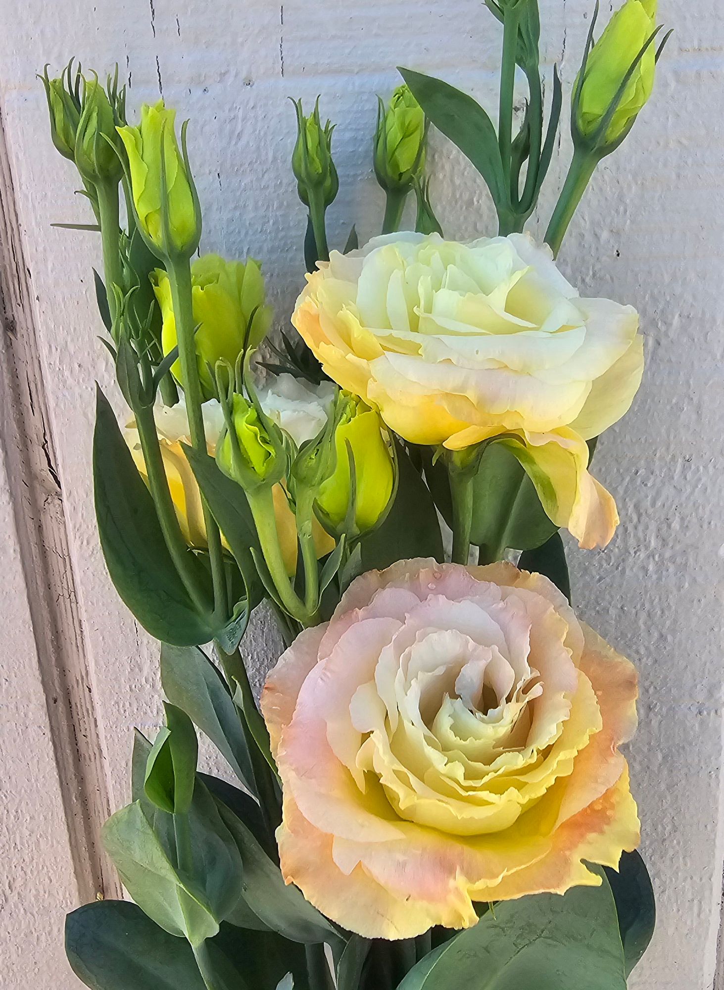 EUSTOMA grandiflorum