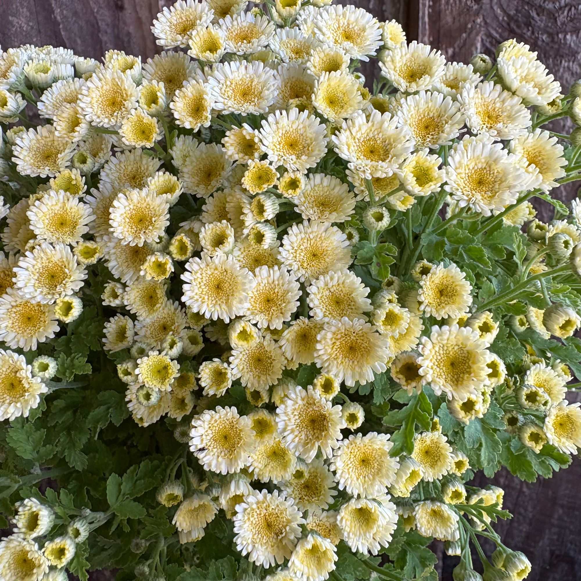 TANACETUM parthenium Orinoco