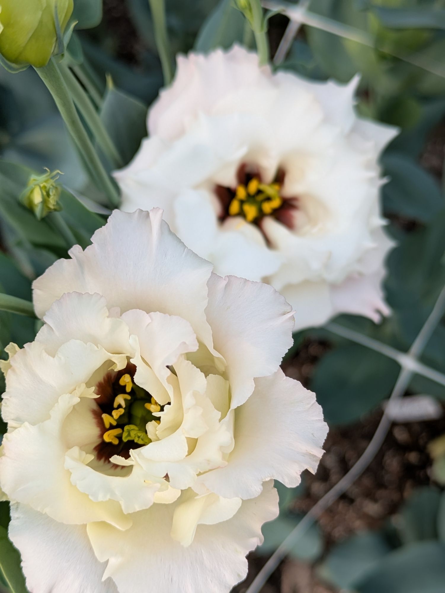 EUSTOMA grandiflorum Celeb Queen