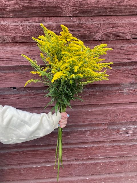 SOLIDAGO