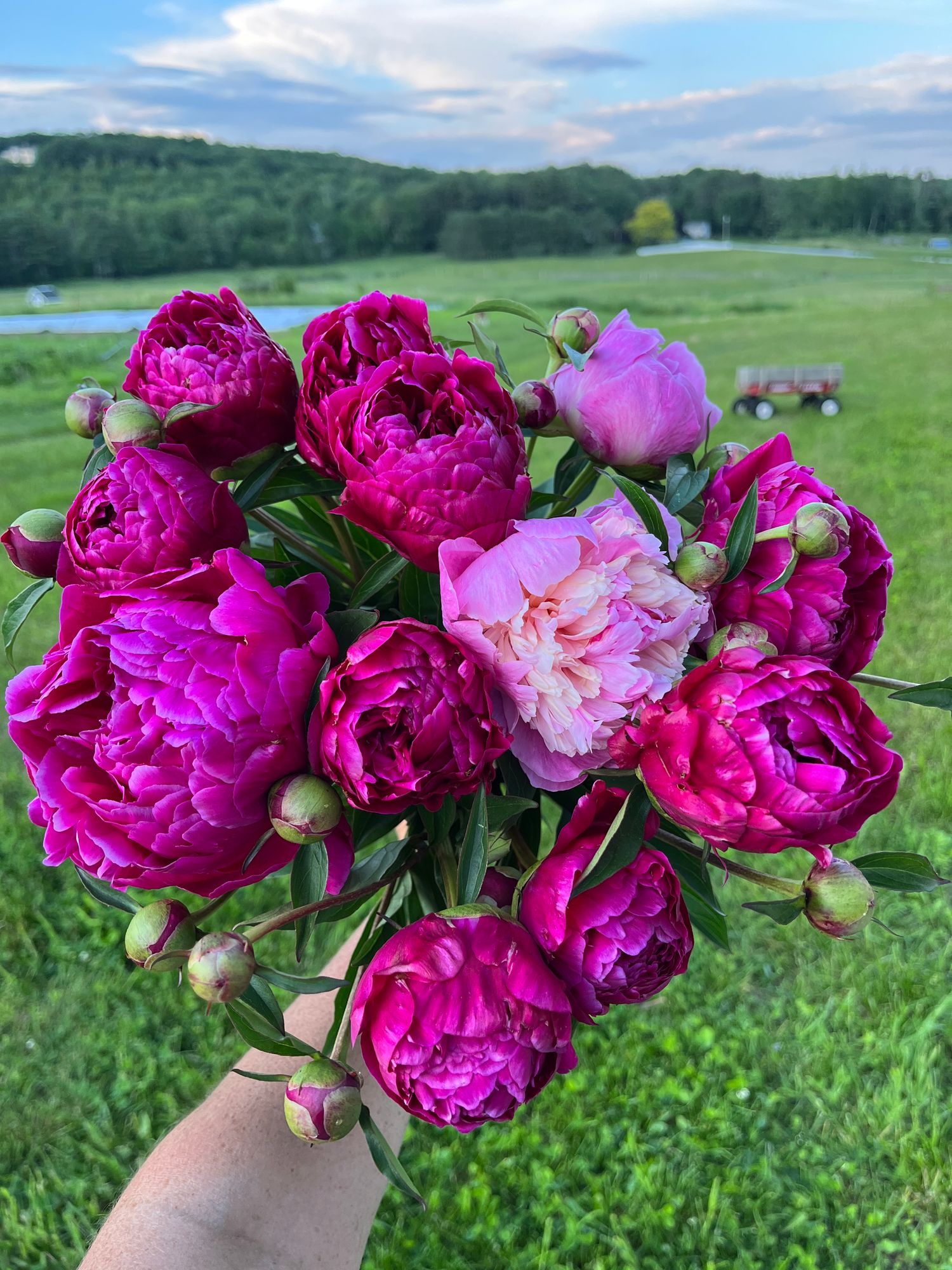 PAEONIA