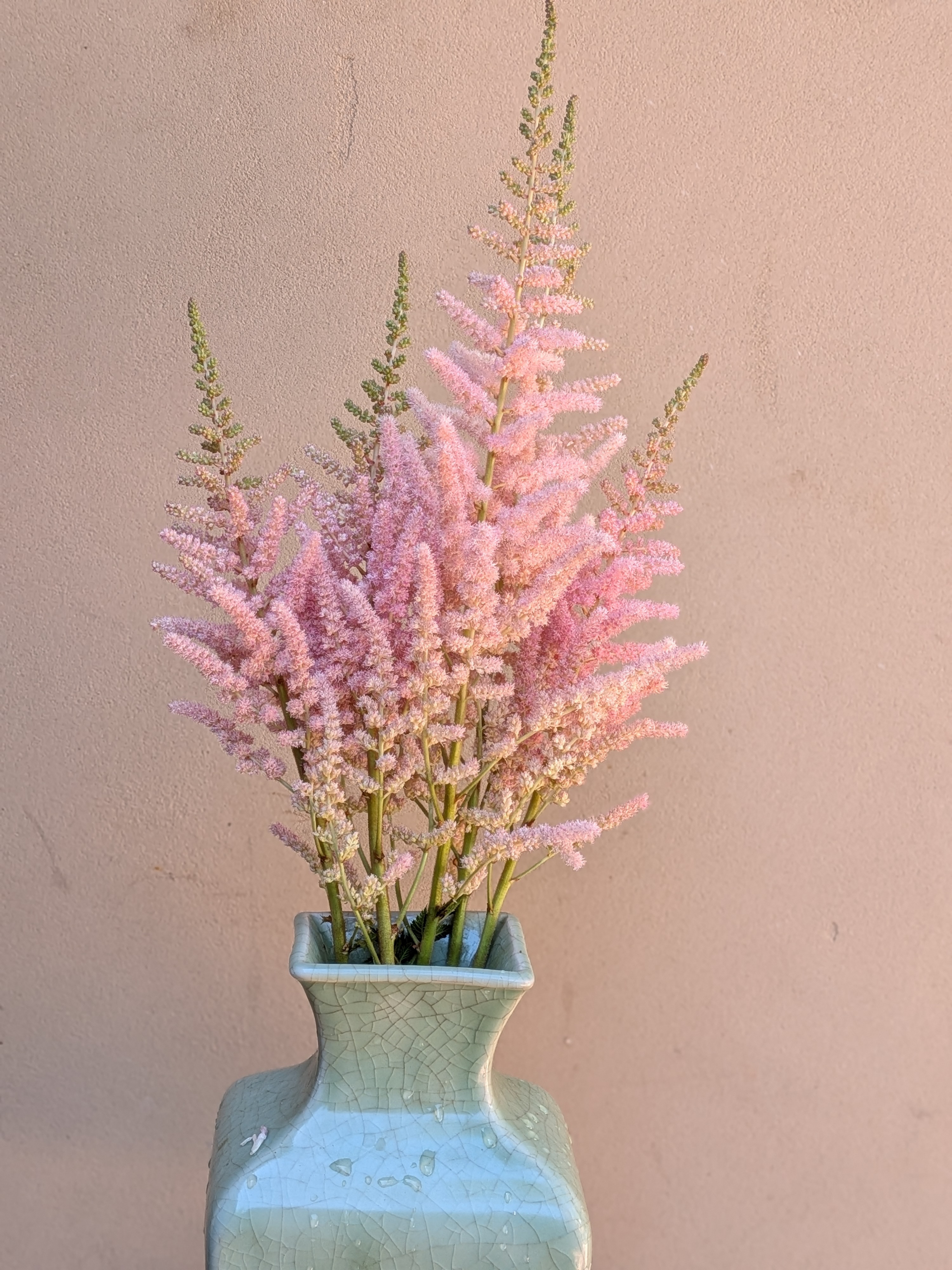ASTILBE chinensis Satin Pearls