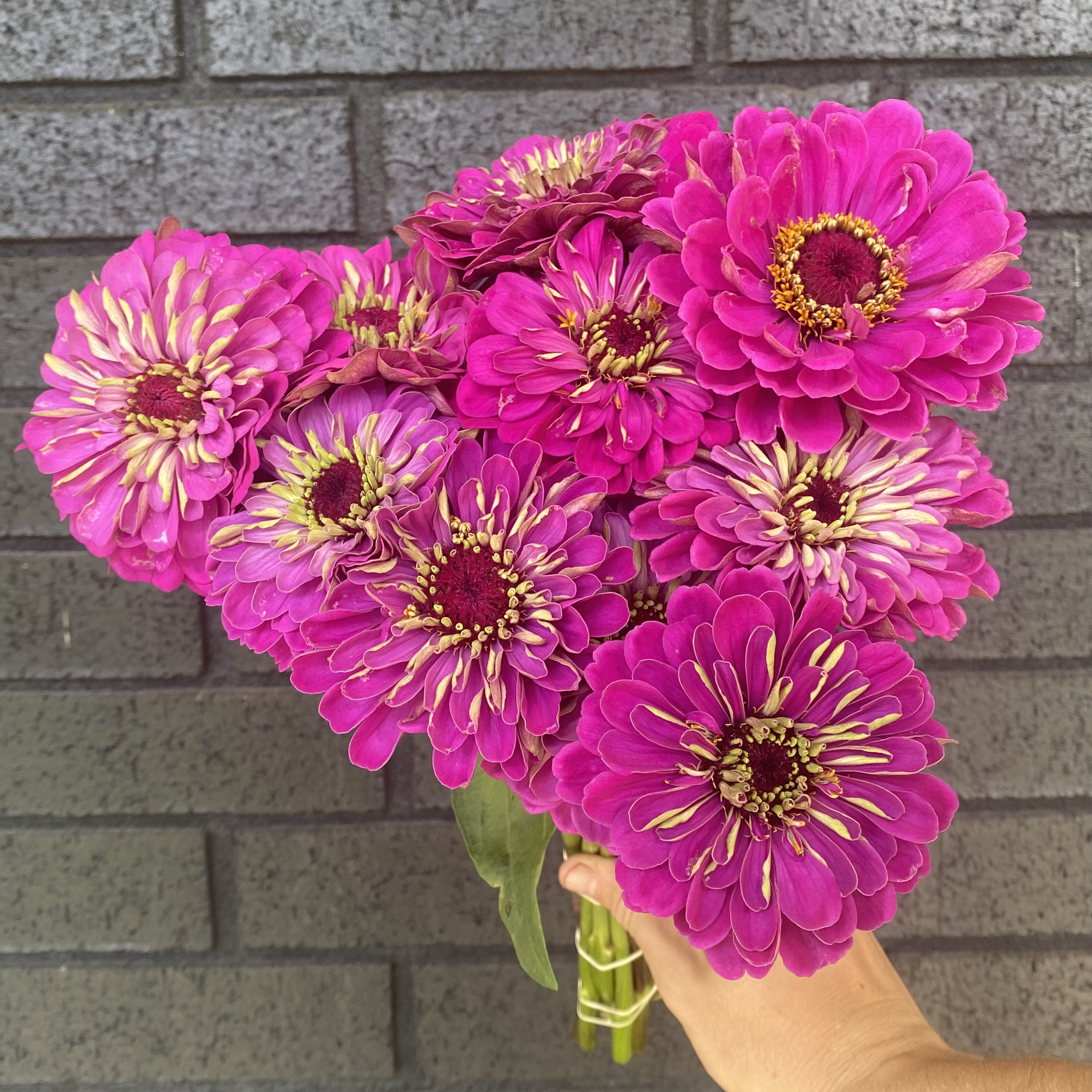 ZINNIA elegans Benary's Giant Purple