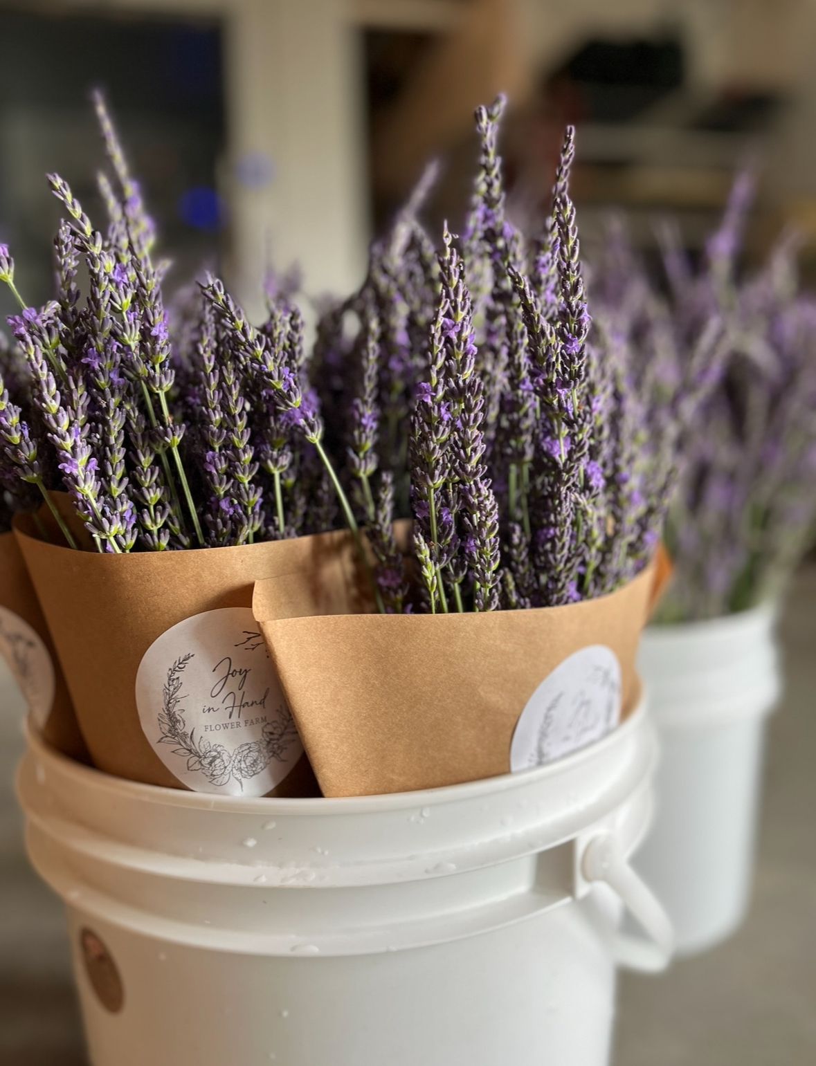 LAVENDULA x intermedia Phenomenal