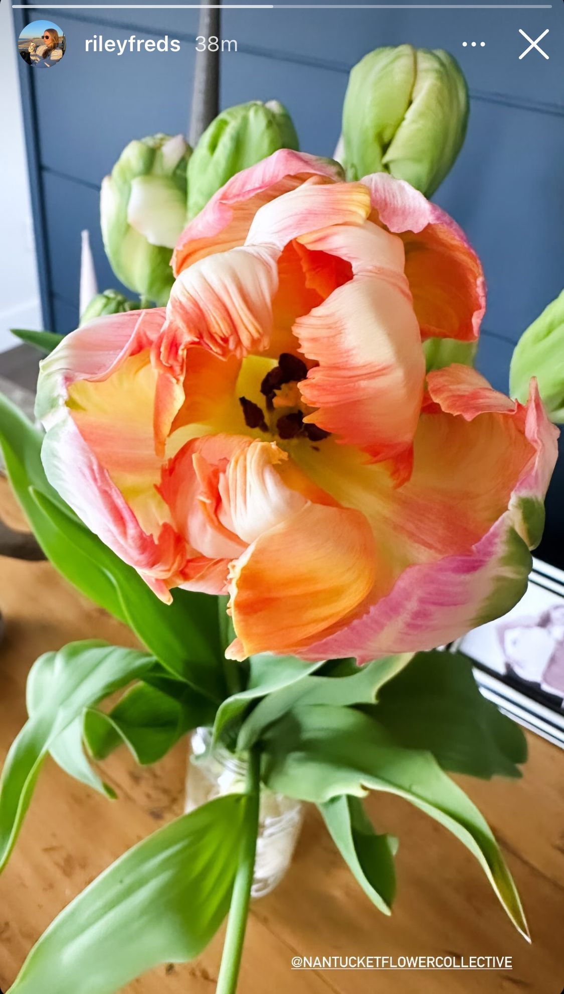 TULIPA Apricot Parrot