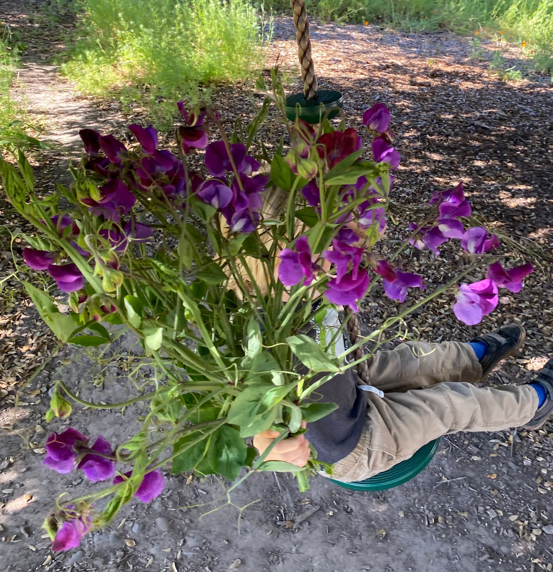 LATHYRUS odoratus