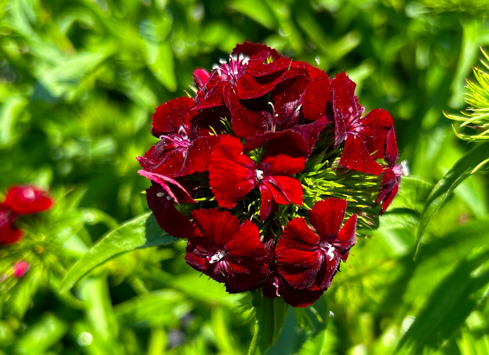 DIANTHUS barbatus Sweet Black Cherry