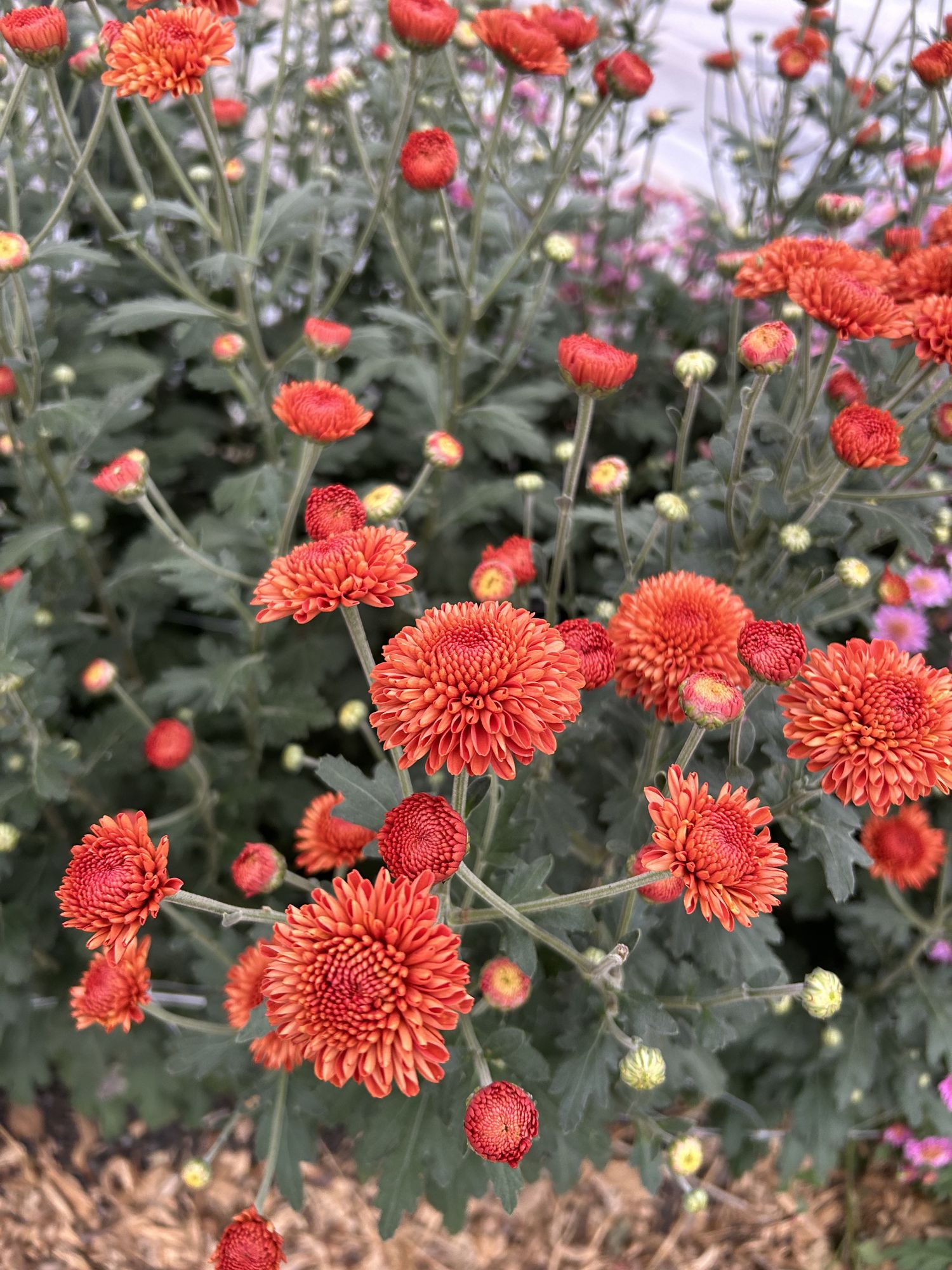 CHRYSANTHEMUM x Kelvin Mandarin