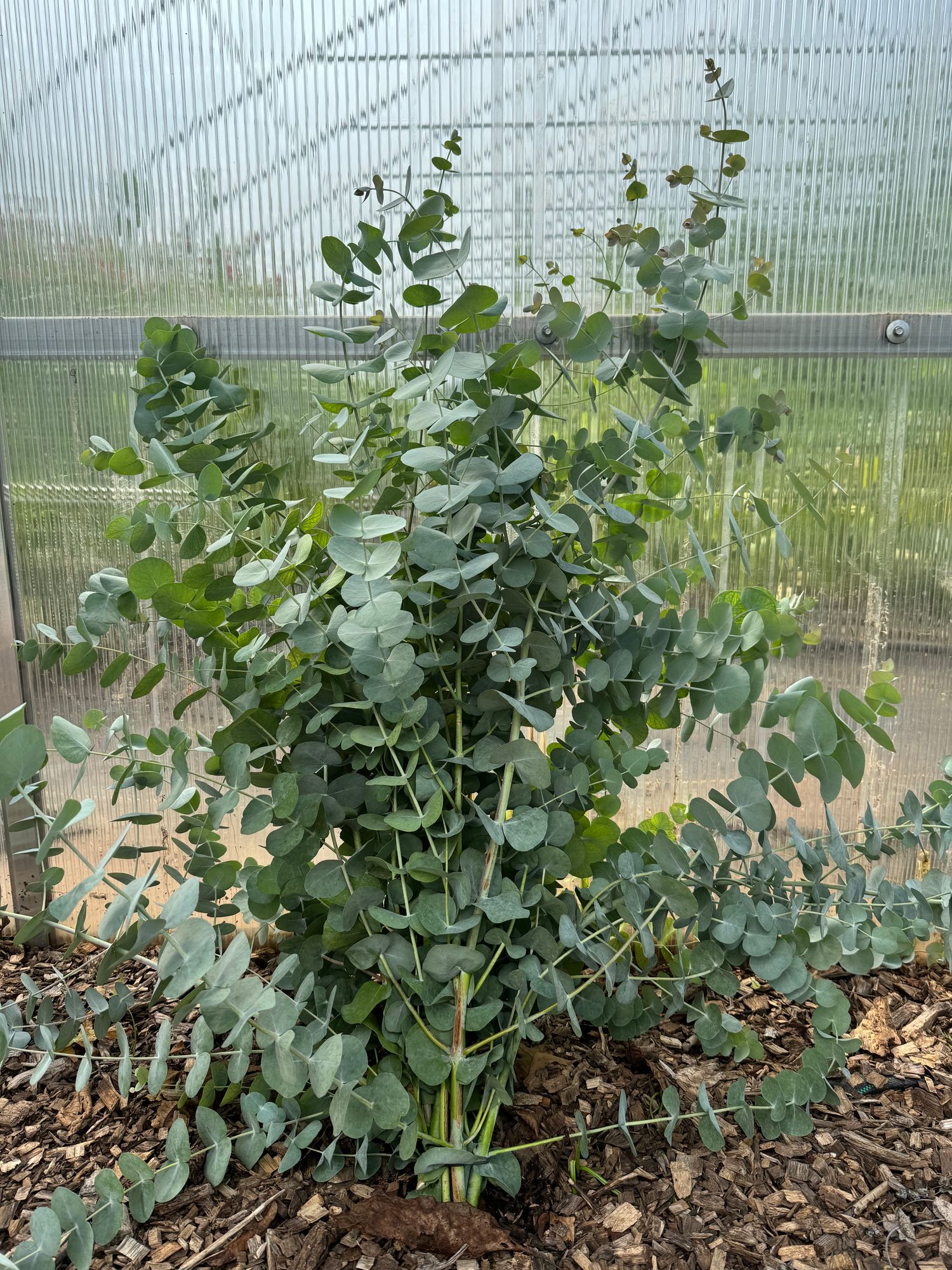 EUCALYPTUS