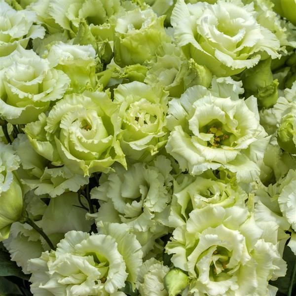 Lisianthus Voyage Green - 6 pack