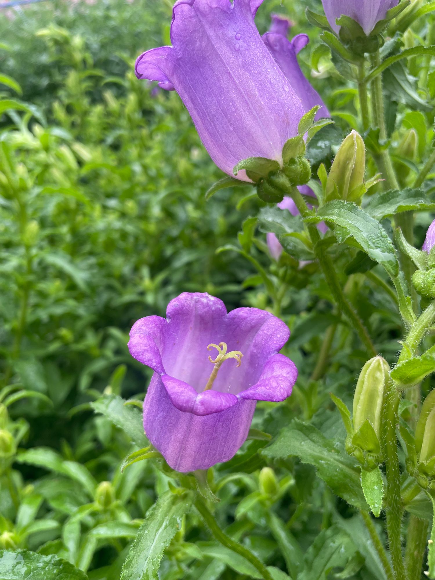 CAMPANULA medium