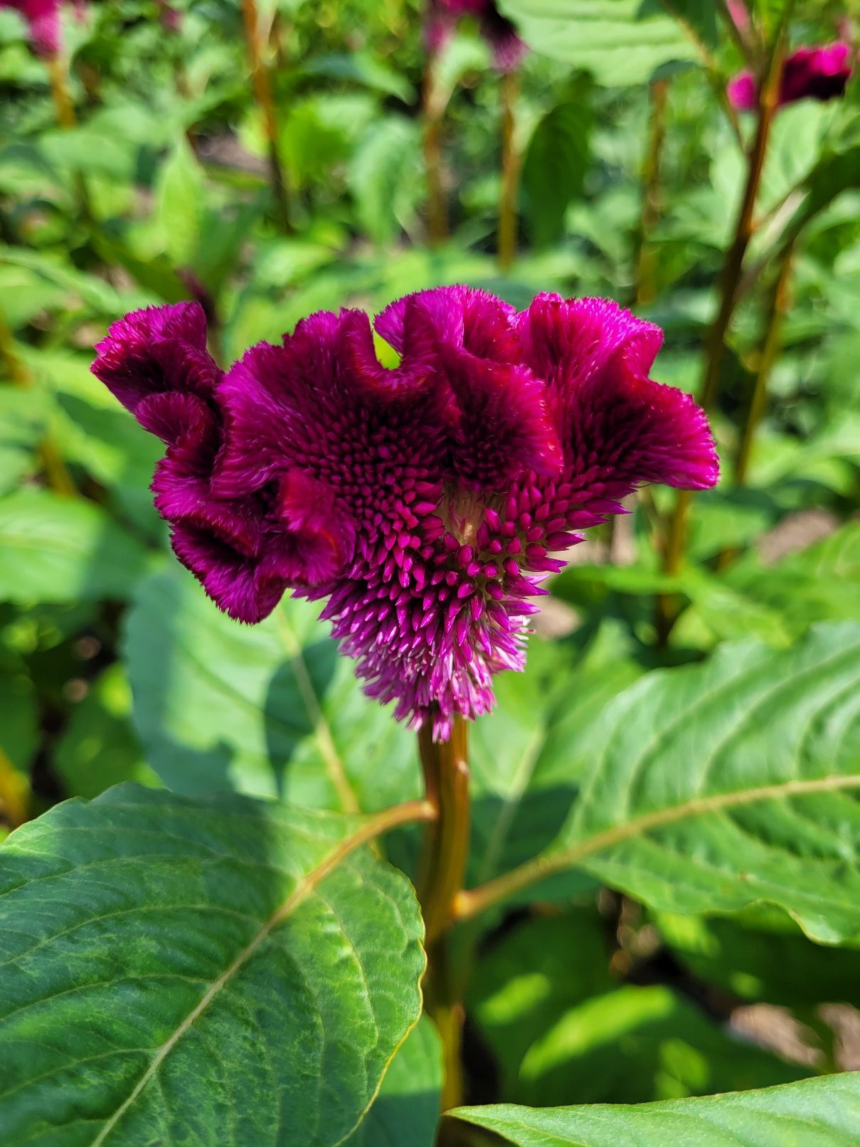 CELOSIA cristata Cristi Purple