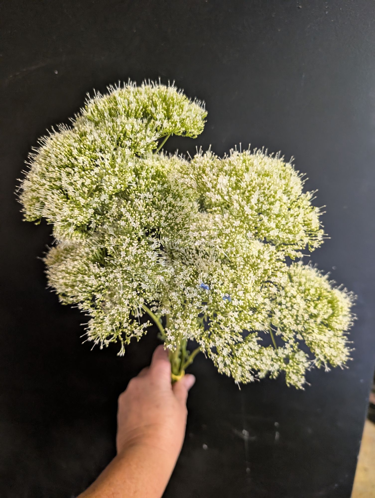 TRACHELIUM caeruleum White Umbrella