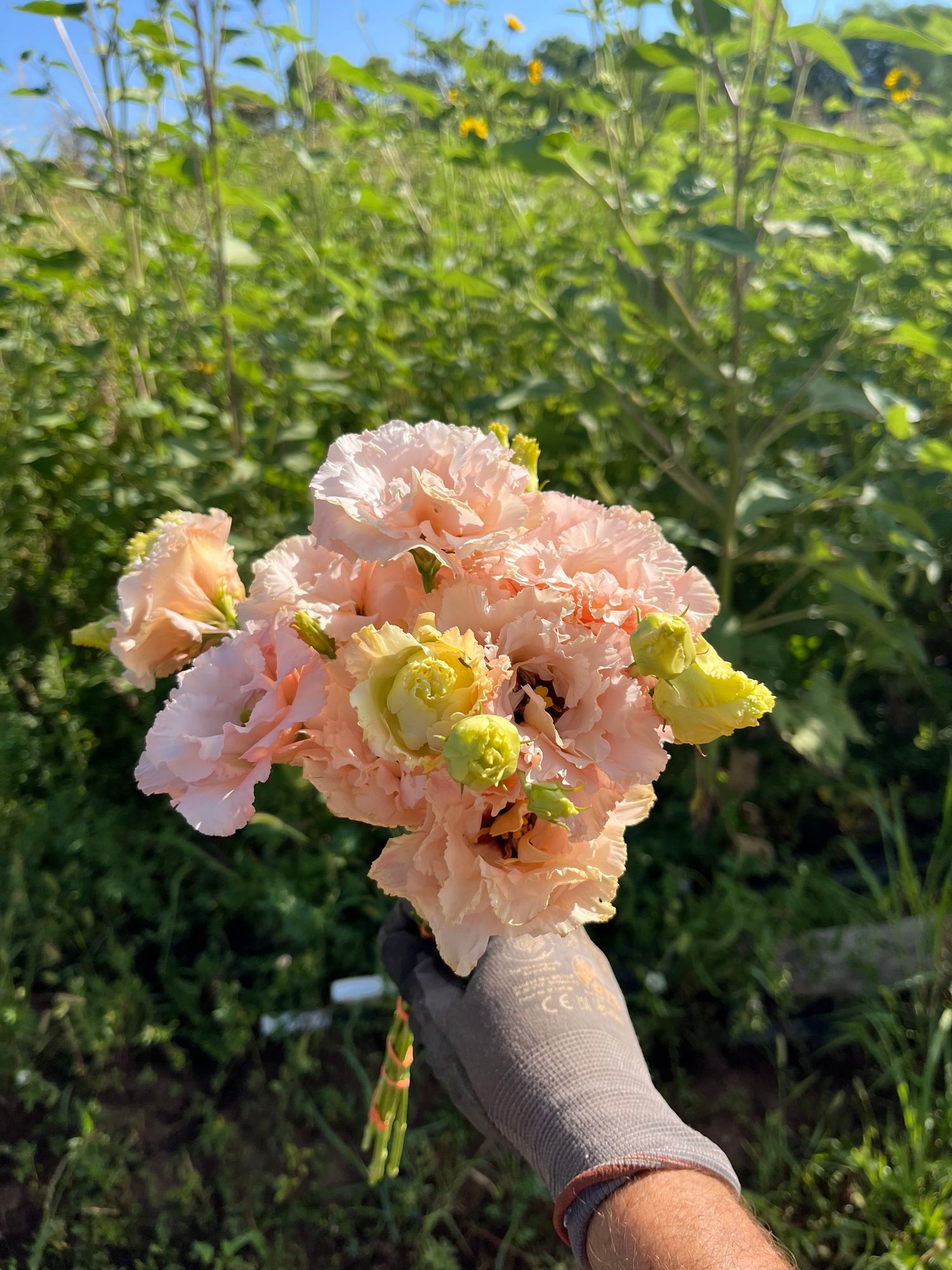 EUSTOMA grandiflorum Voyage 2