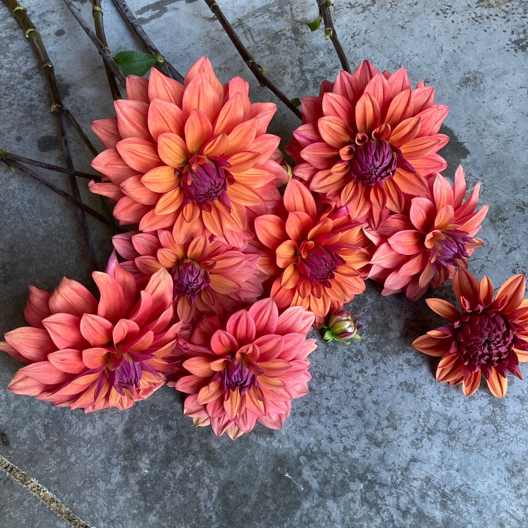 DAHLIA American Dawn