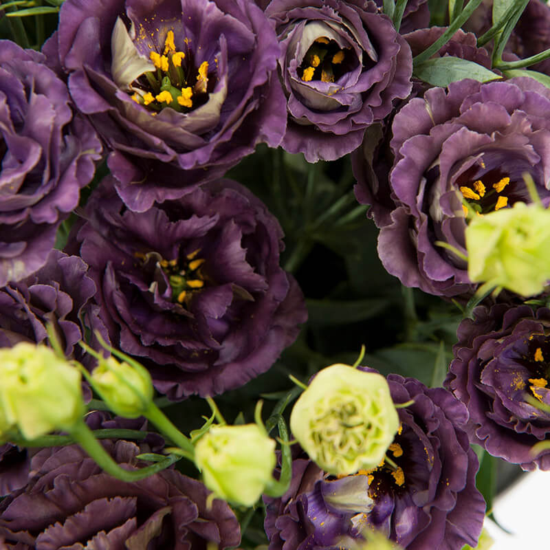 EUSTOMA grandiflorum Rosanne Black Pearl
