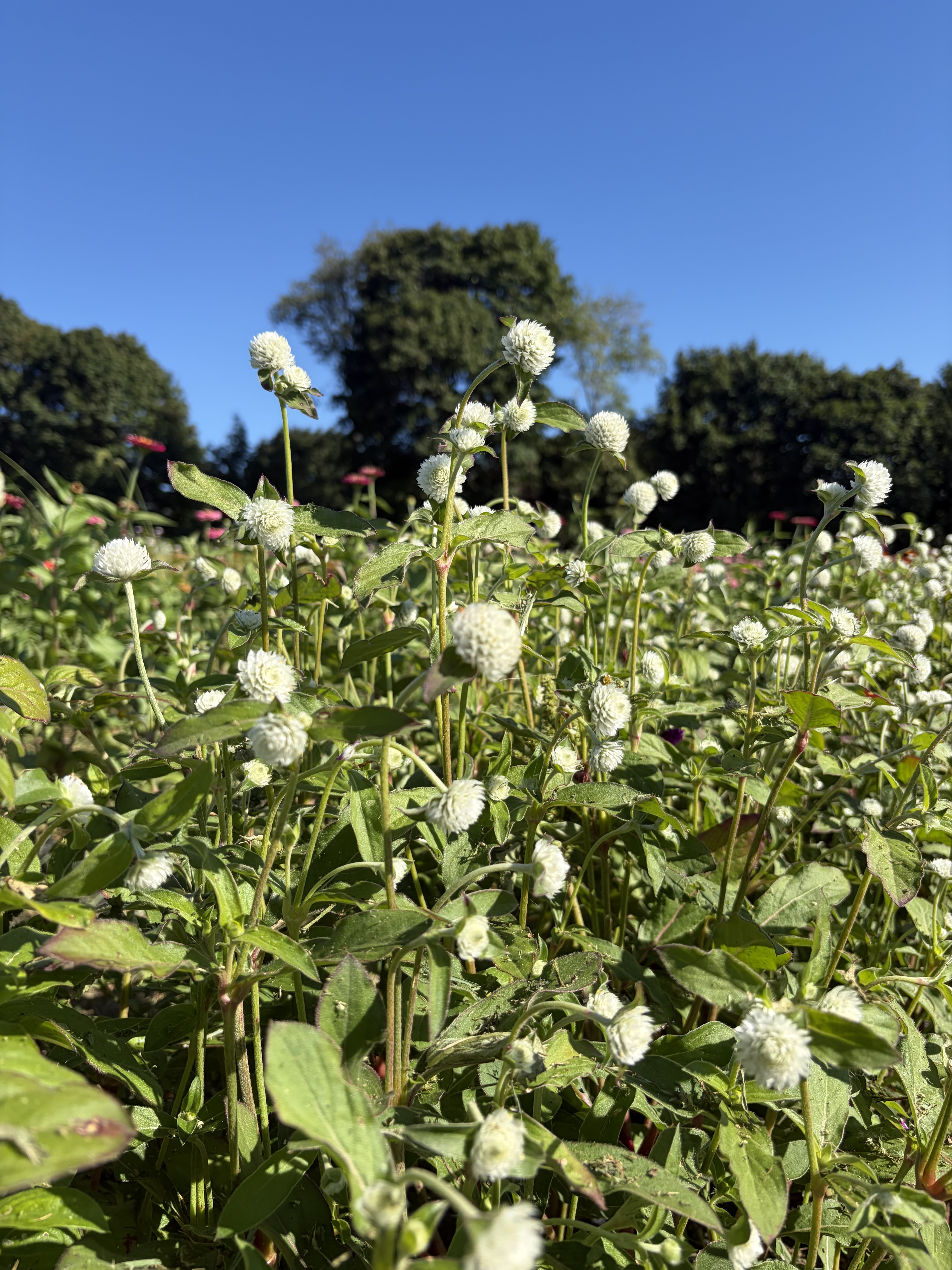 GOMPHRENA globosa QIS