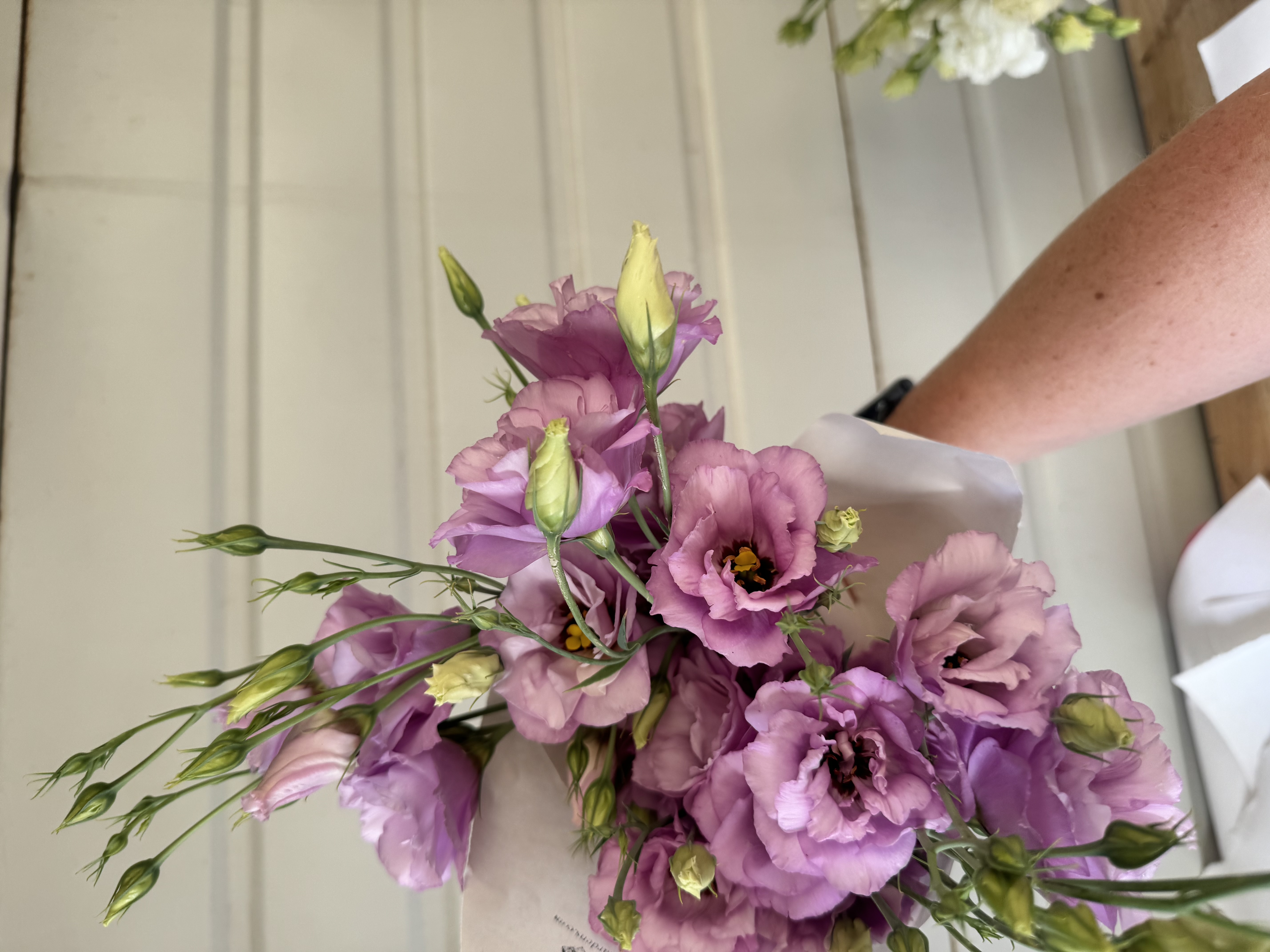 EUSTOMA grandiflorum ABC 1