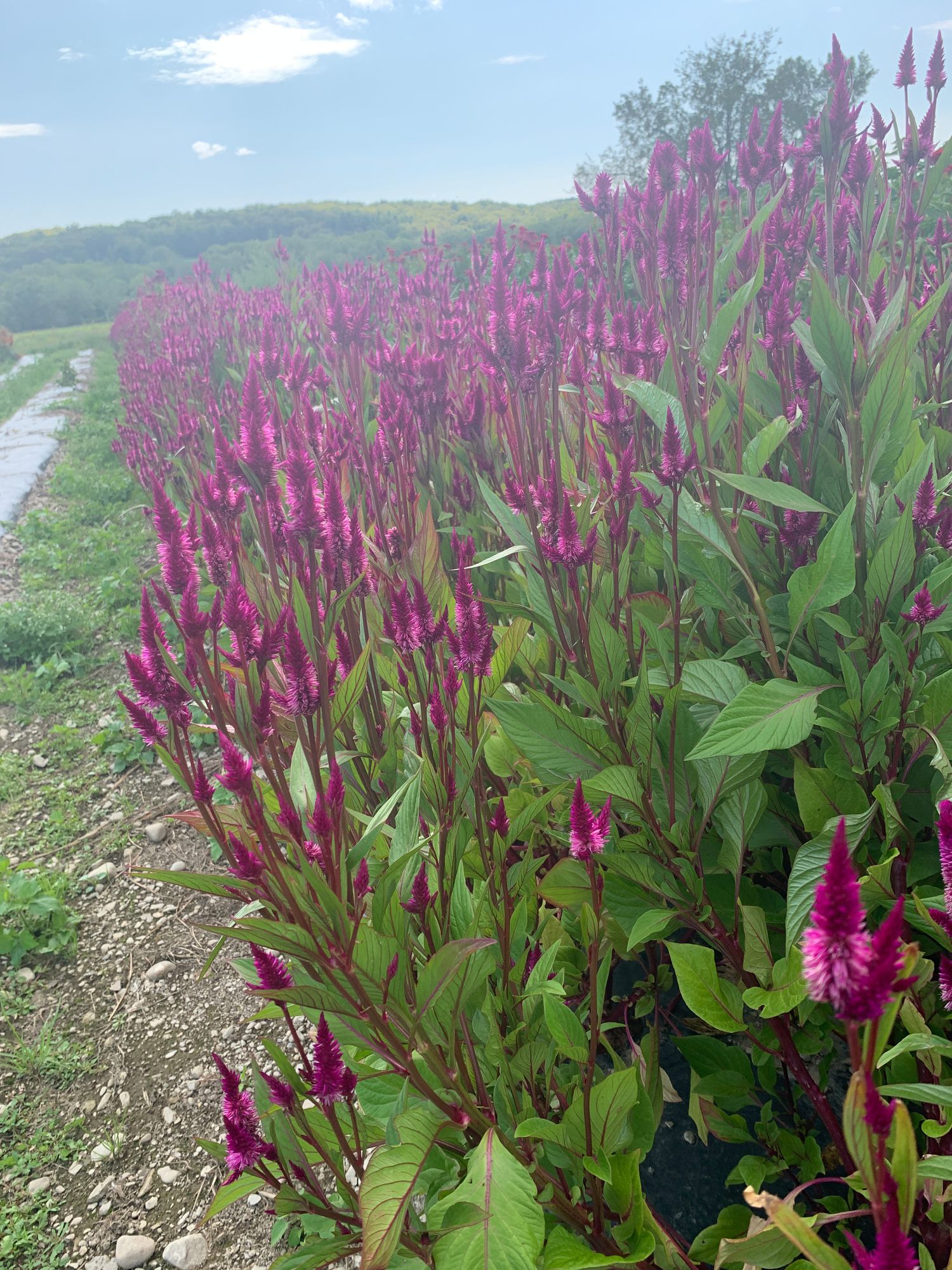 CELOSIA argentea spicata Celway Purple