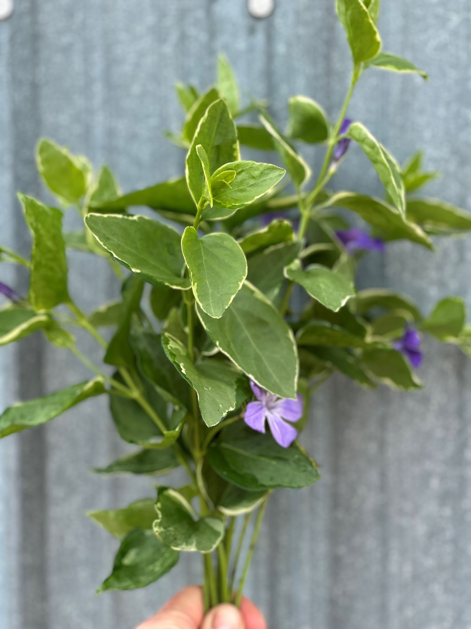 VINCA major