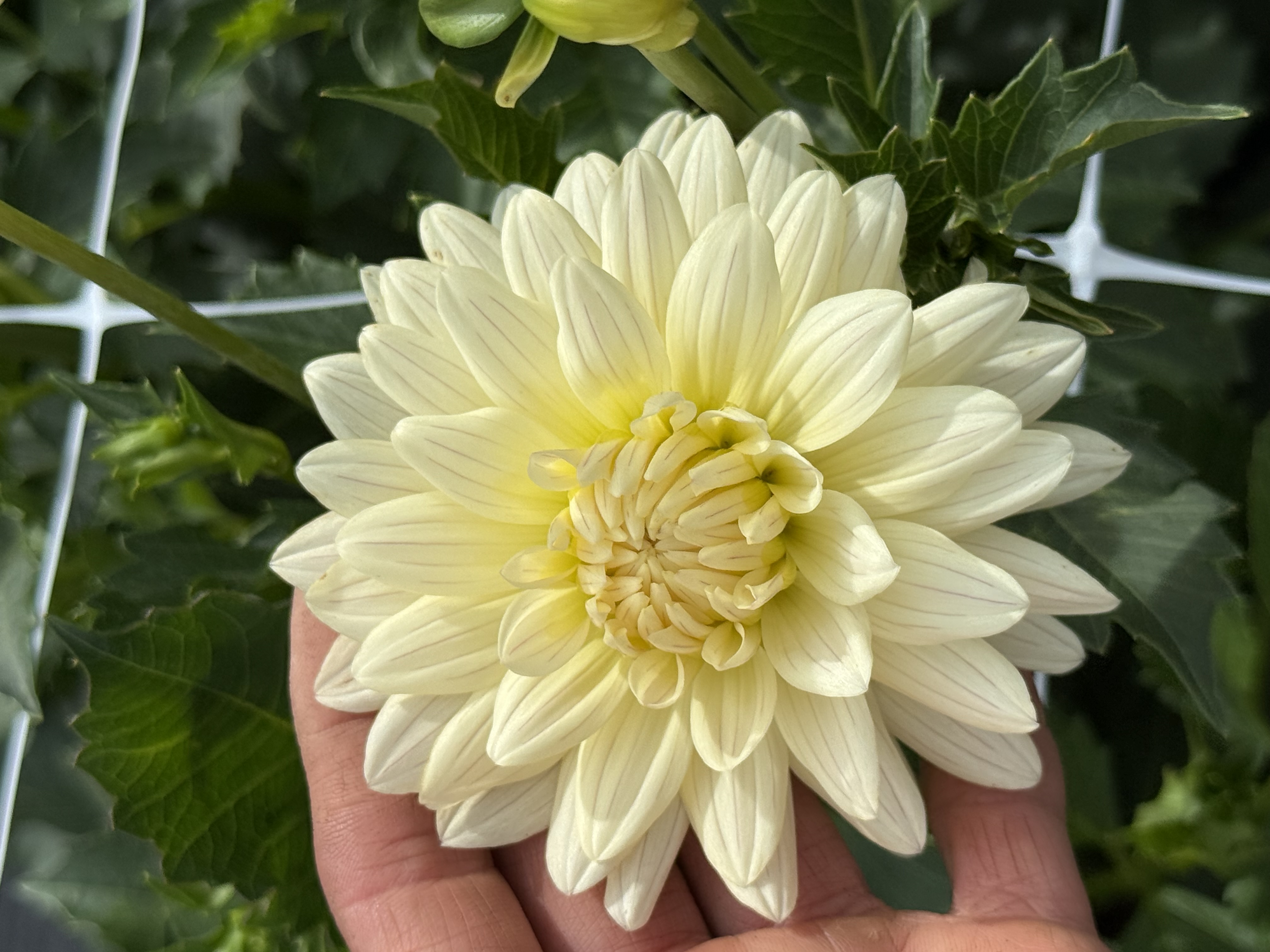 DAHLIA