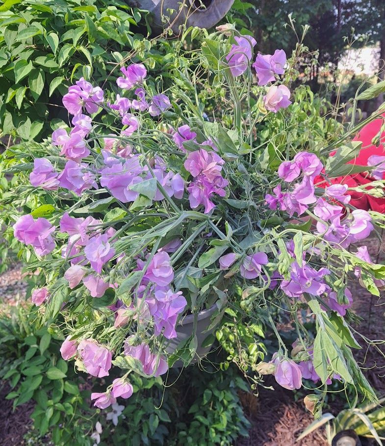 LATHYRUS odoratus Elegance