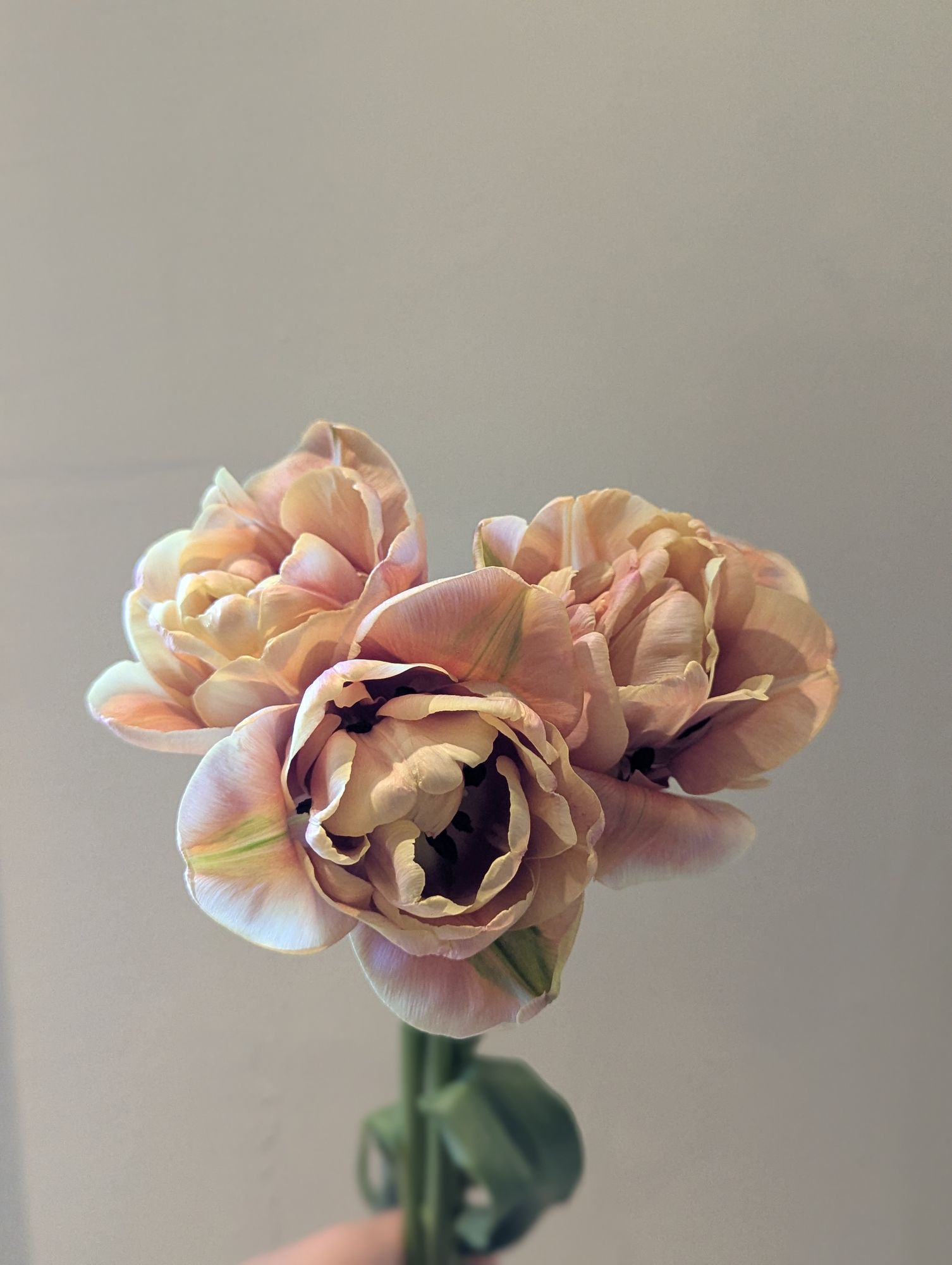 TULIPA La Belle Epoque