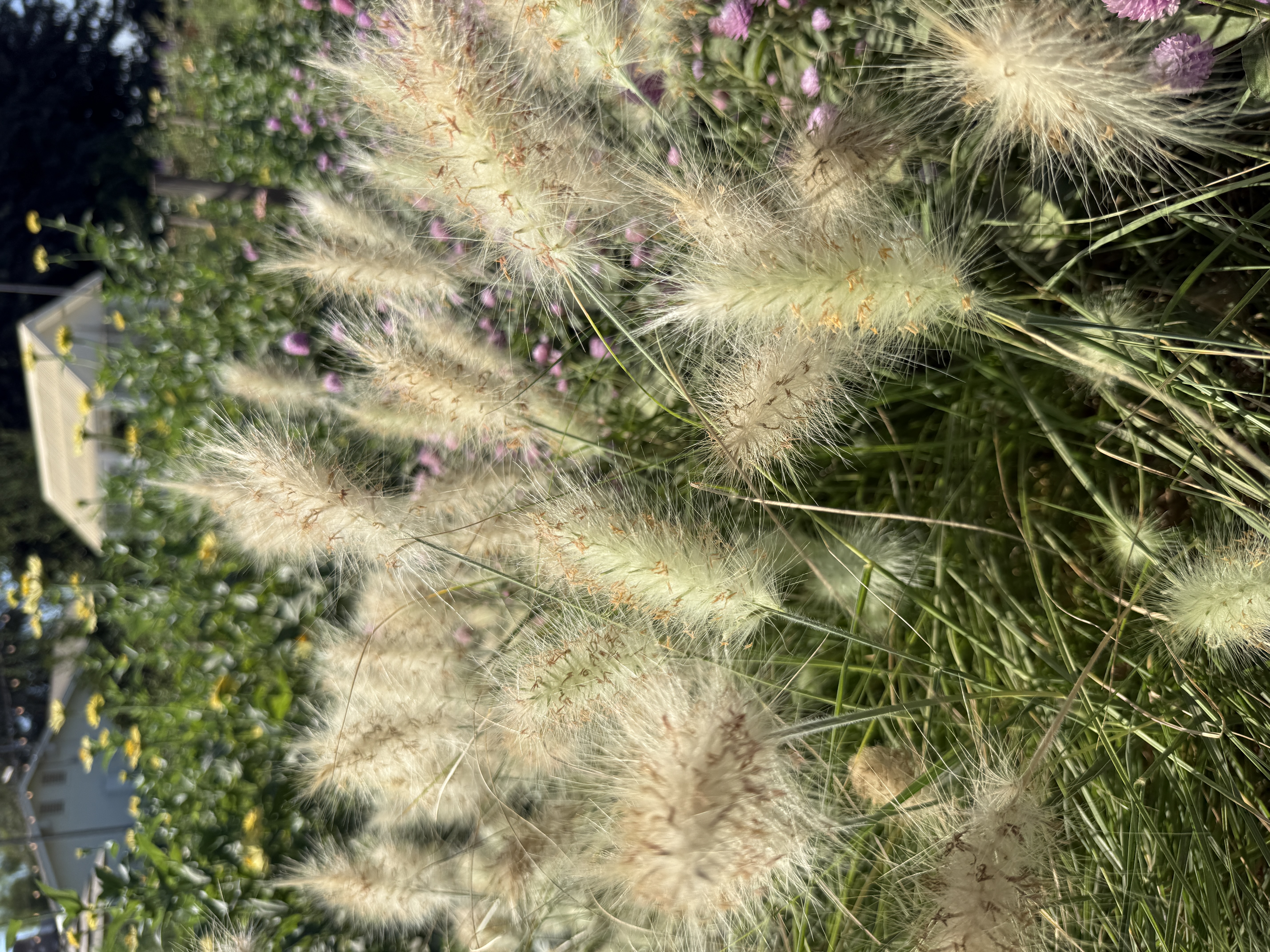 PENNISETUM villosum Feather Top