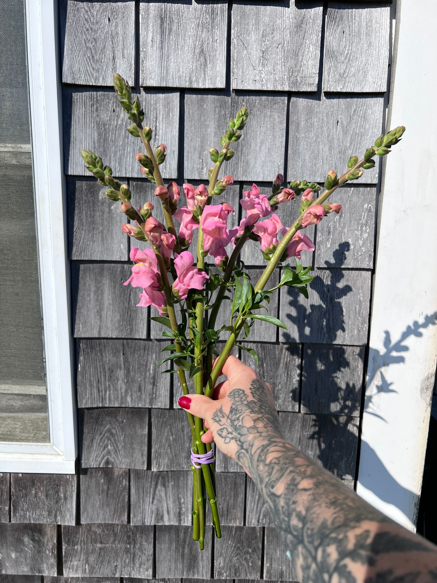 ANTIRRHINUM majus Potomac Pink