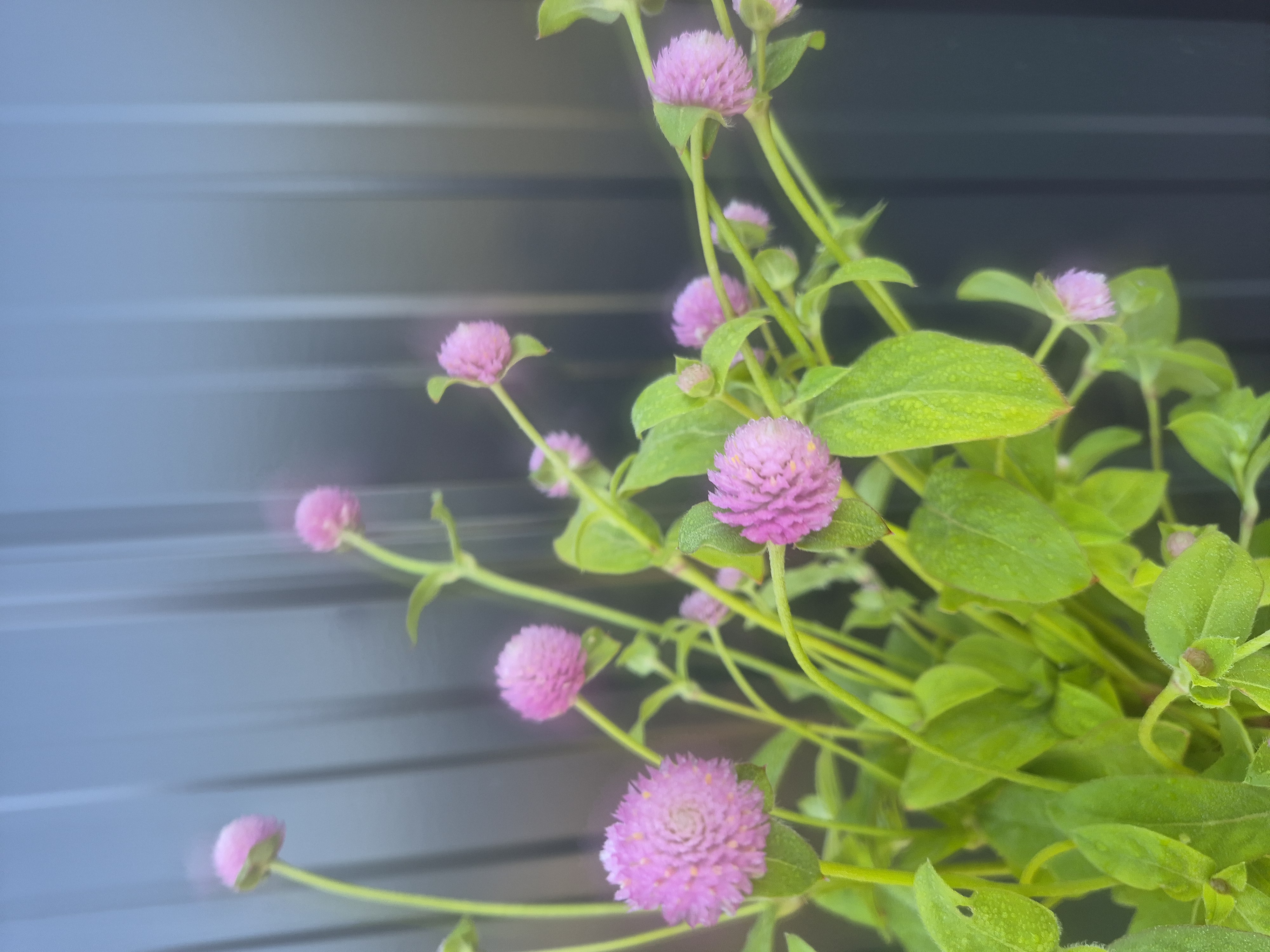 GOMPHRENA globosa Audray