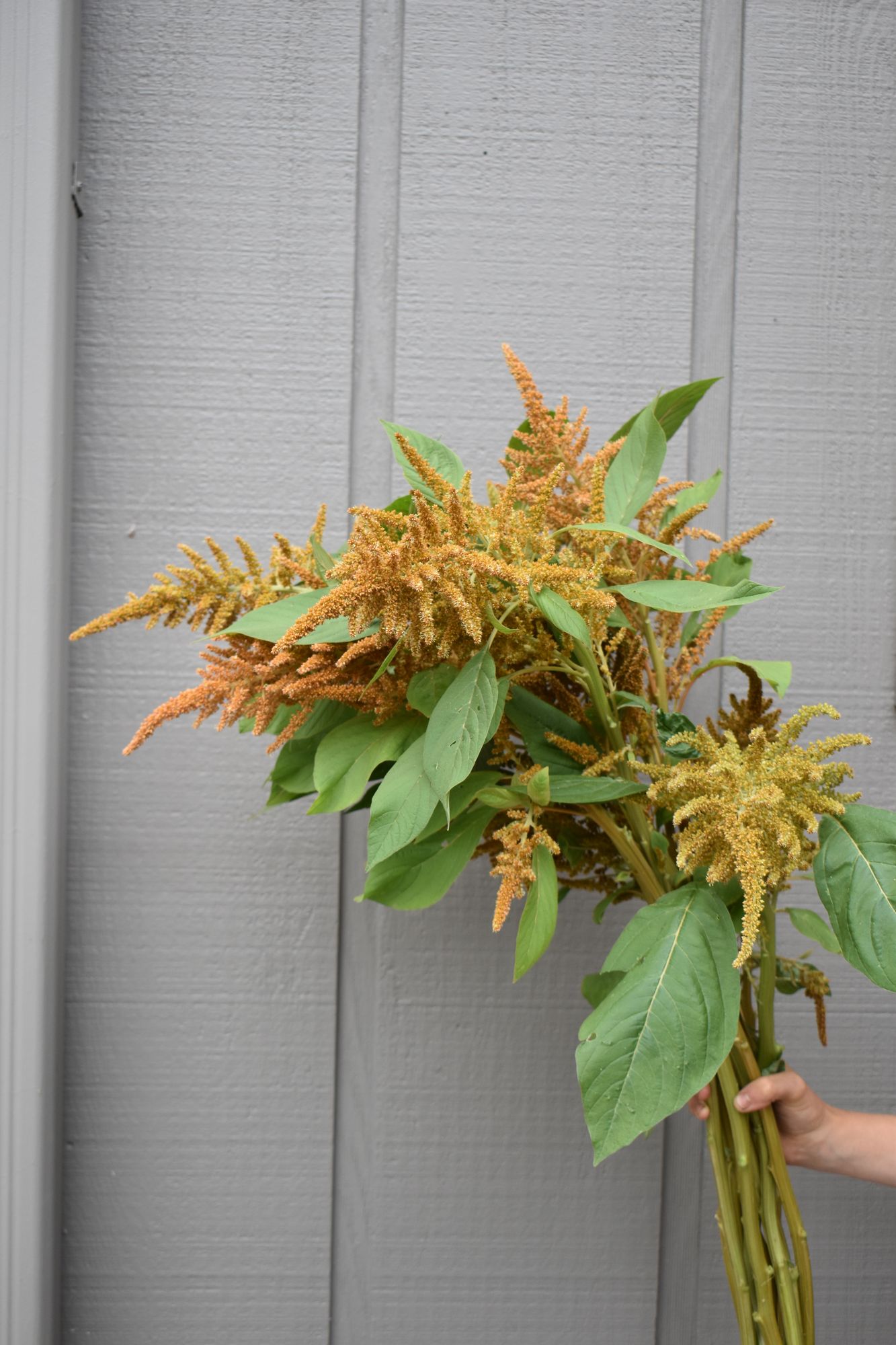 AMARANTHUS cruentus Hot Biscuits