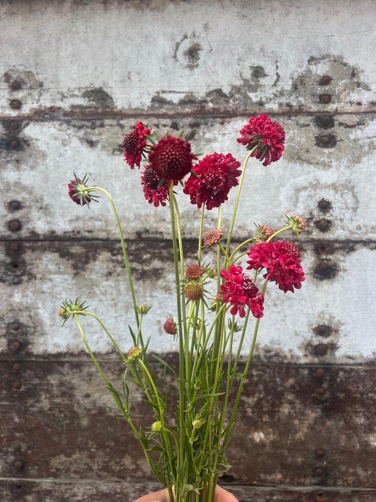 SCABIOSA atropurpurea x caucasica Focal Scoop Strawberry Hoop