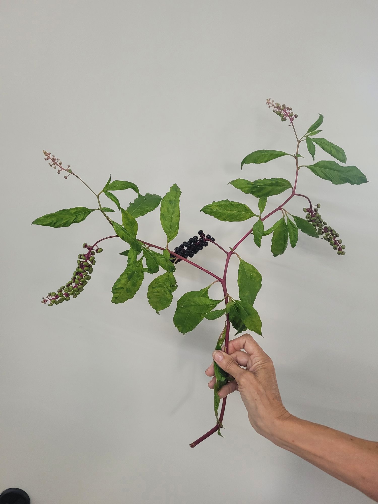 PHYTOLACCA americana
