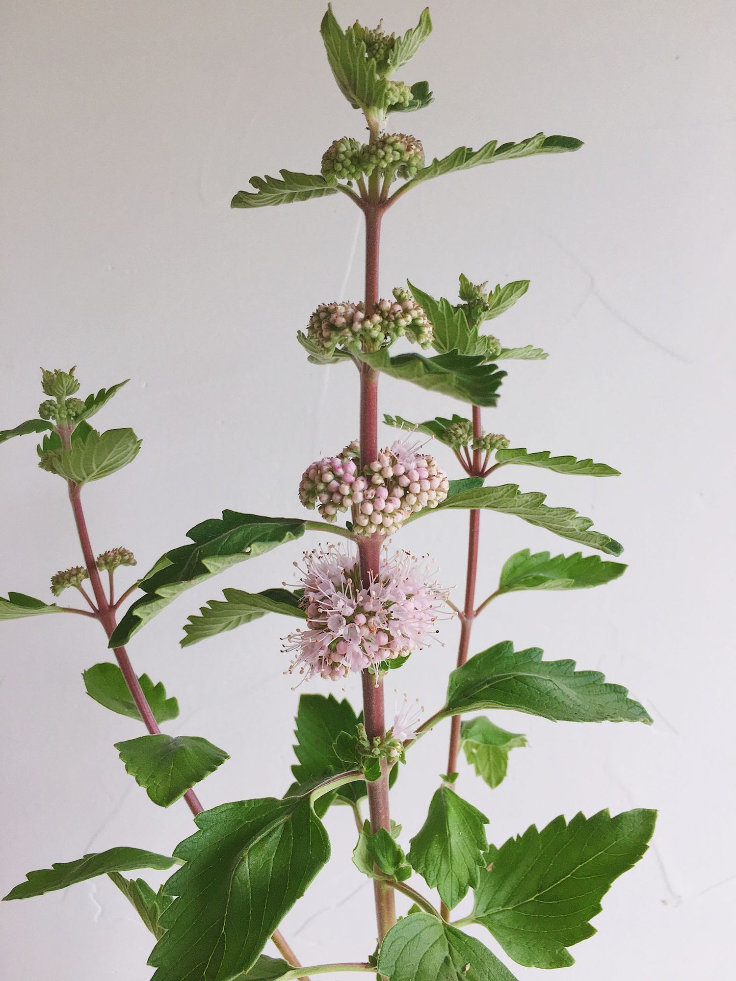 CARYOPTERIS incana Pagoda Blush