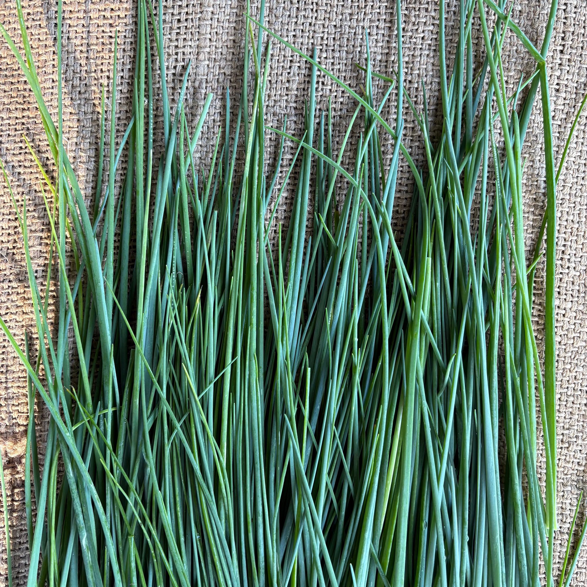 Herb, Chives