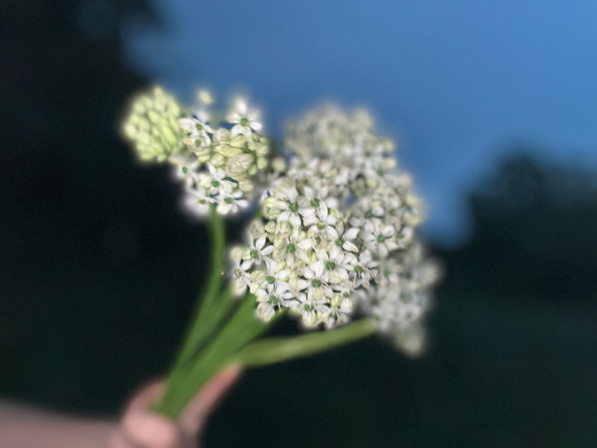 ALLIUM nigrum