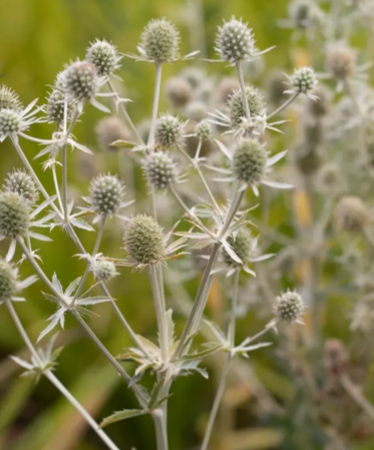 ERYNGIUM agavifolium