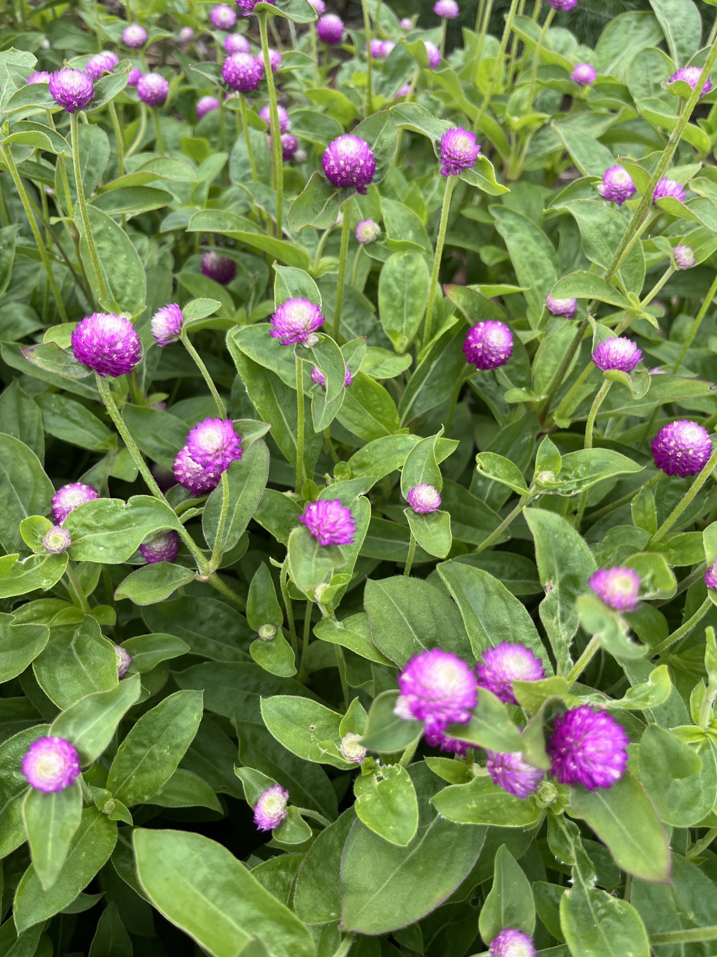 GOMPHRENA globosa QIS Lilac