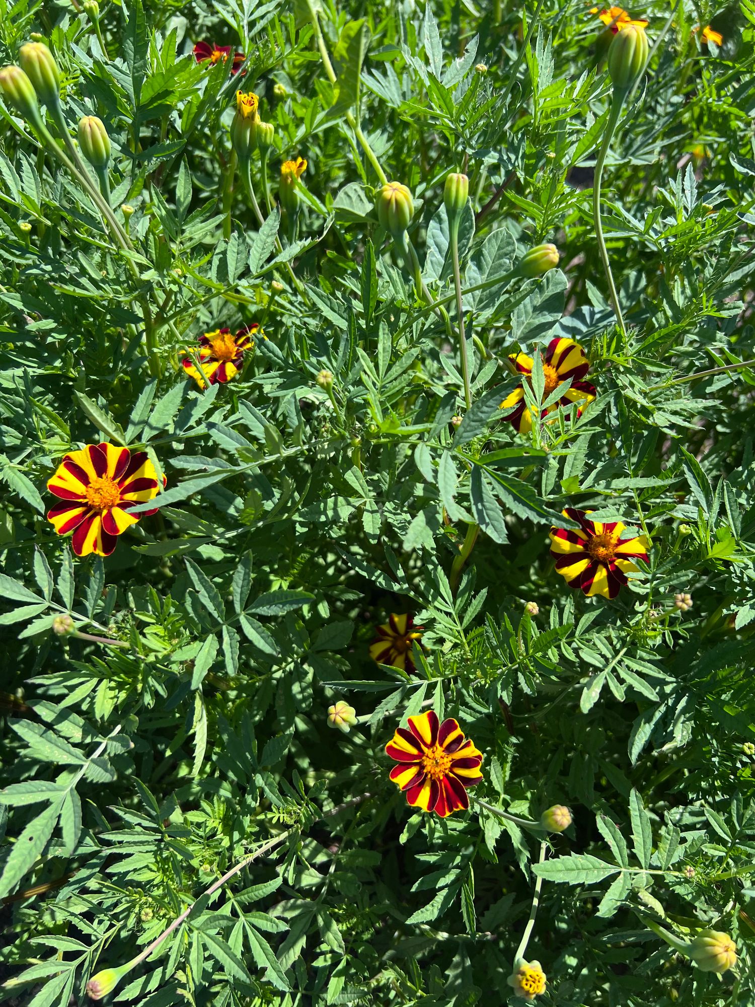 TAGETES patula Pinwheel
