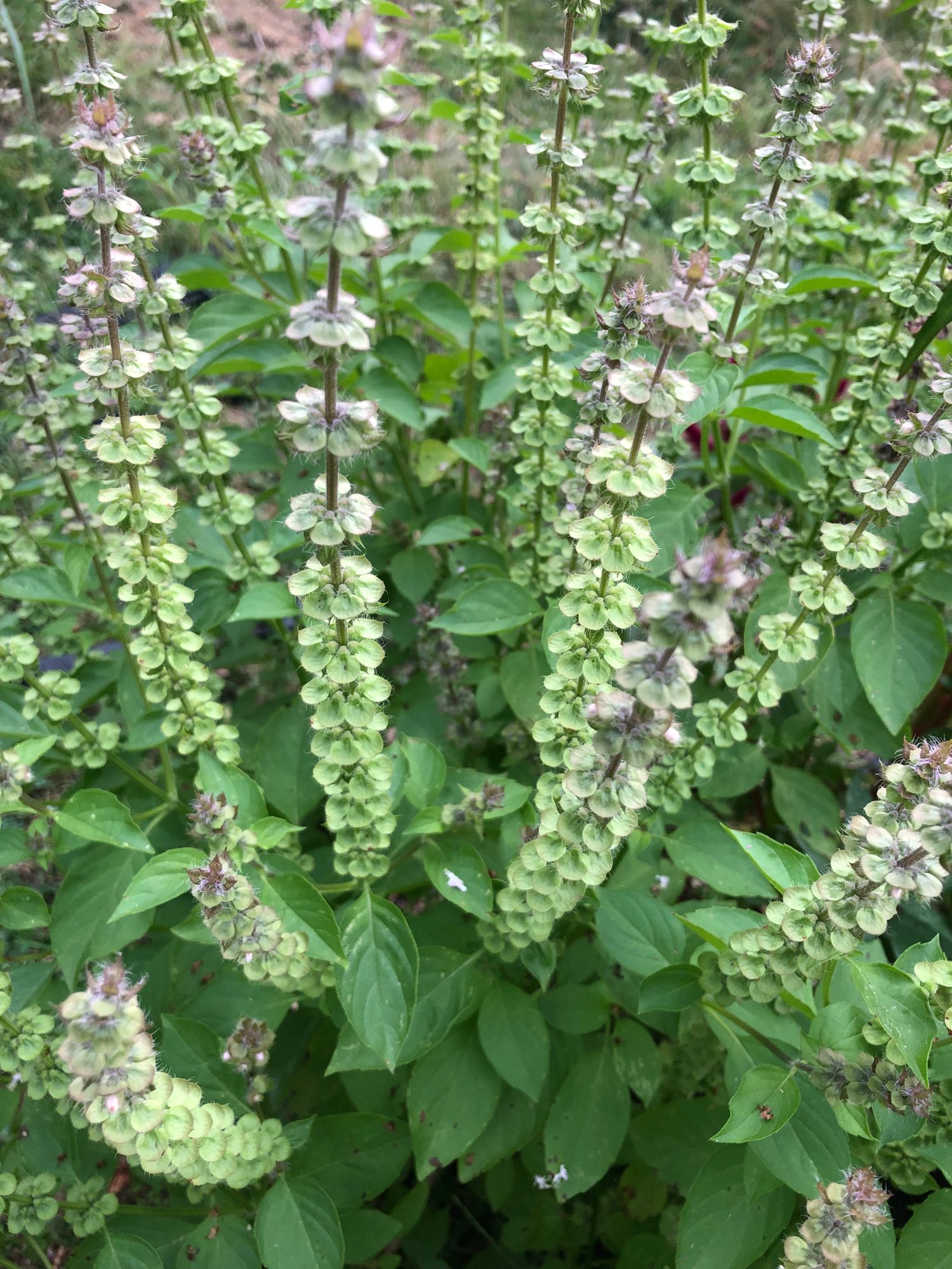 OCIMUM basilicum Citriodora