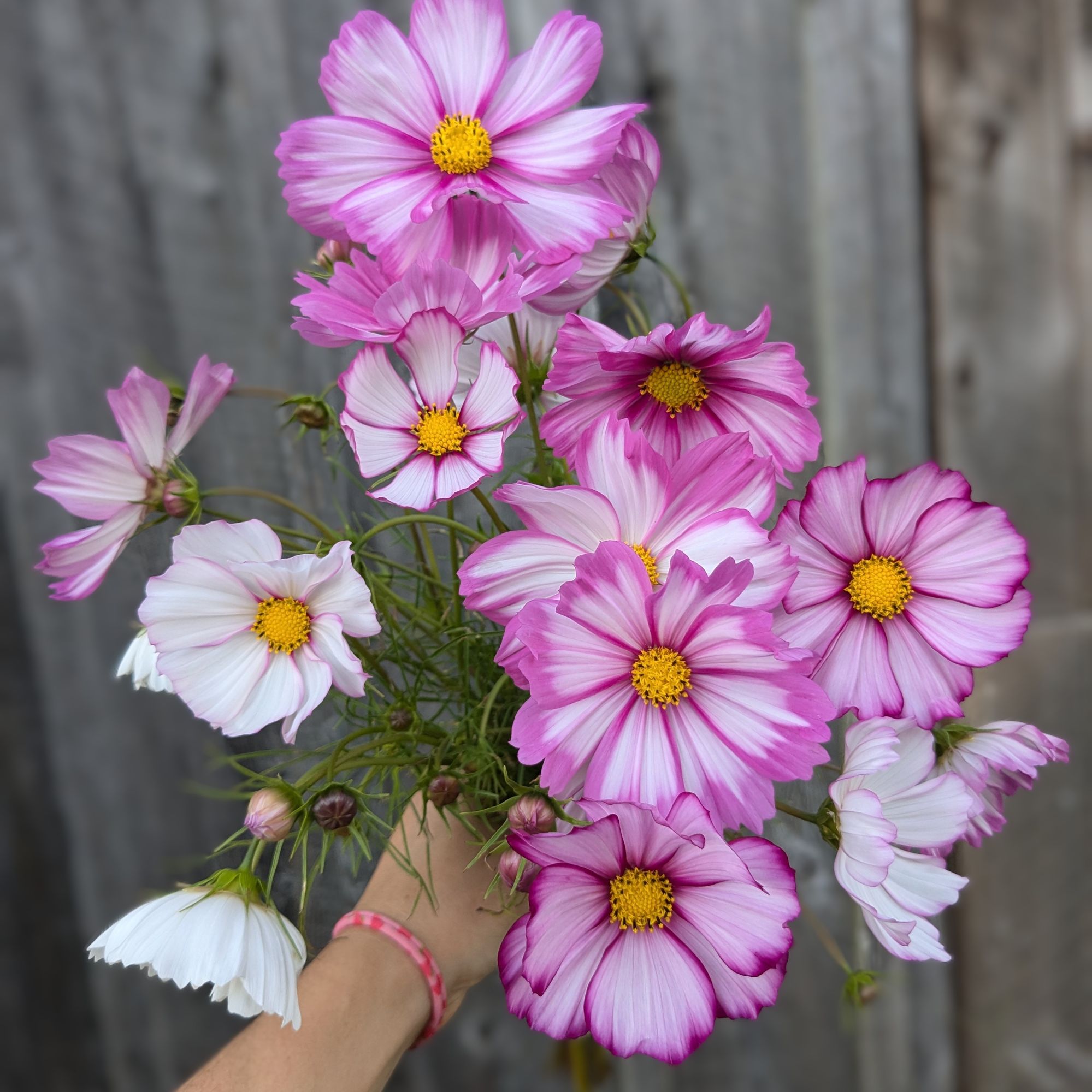 COSMOS bipinnatus