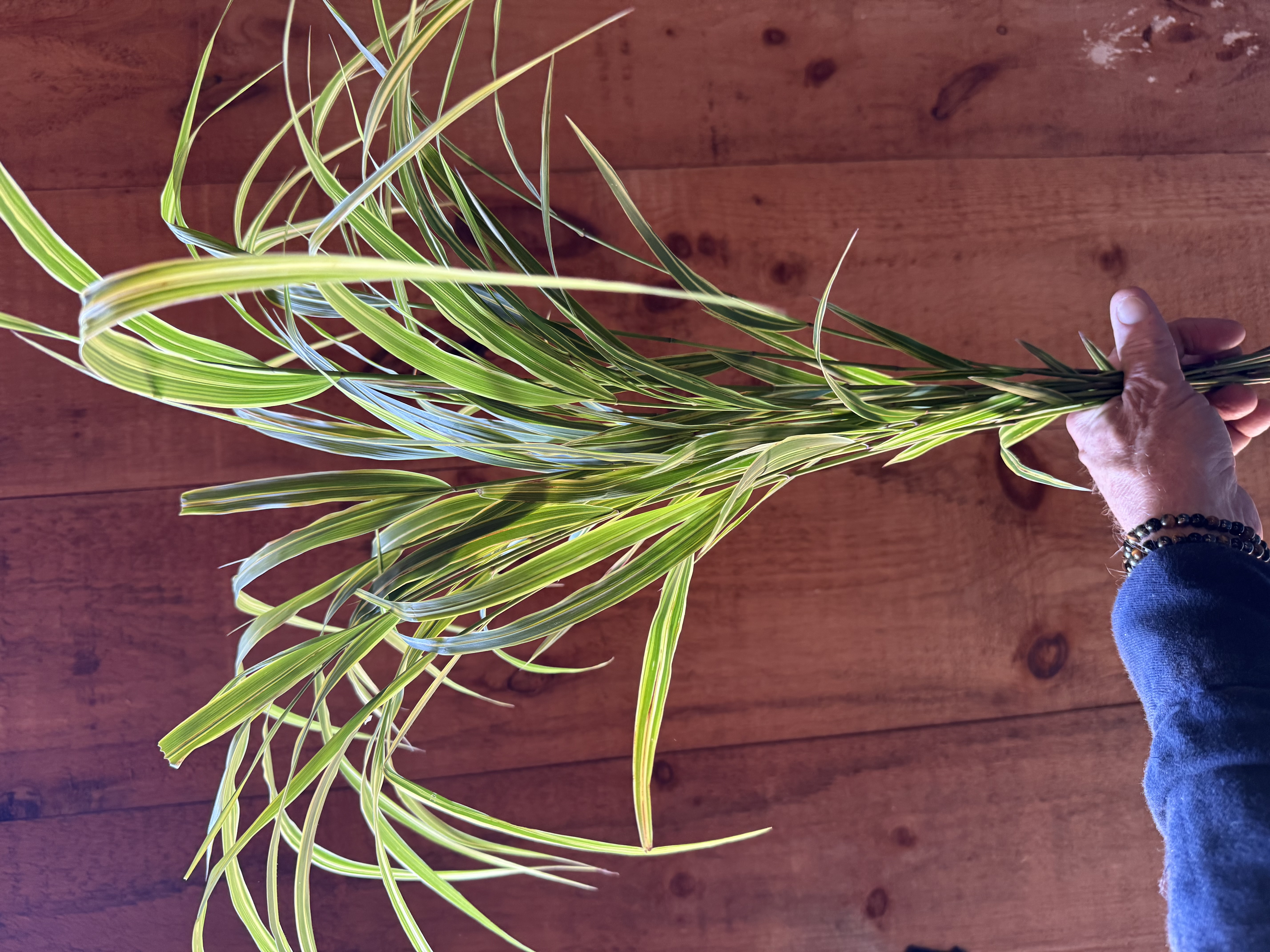 ORNAMENTAL GRASS