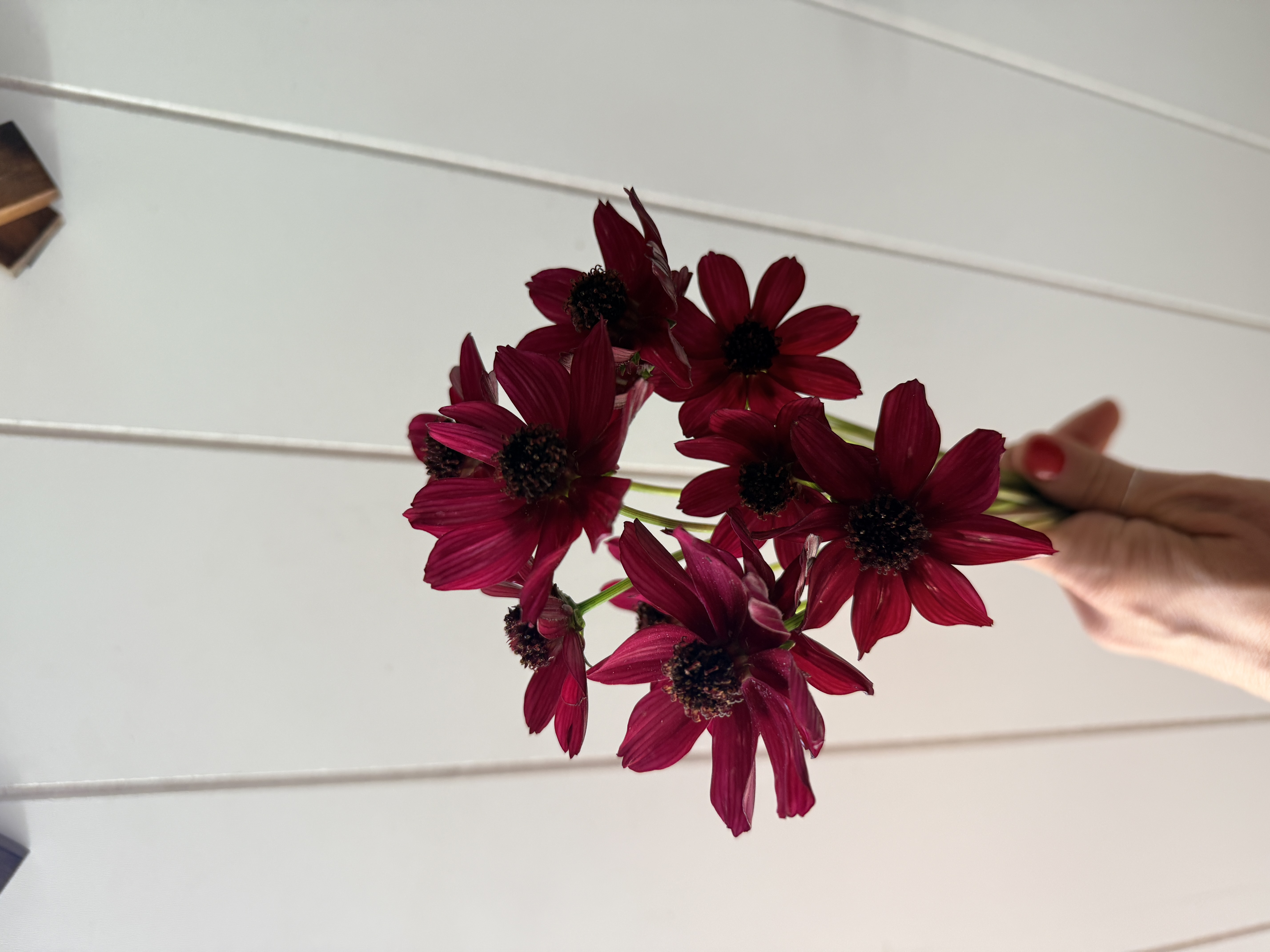 COSMOS atrosanguineus Cherry Chocolate