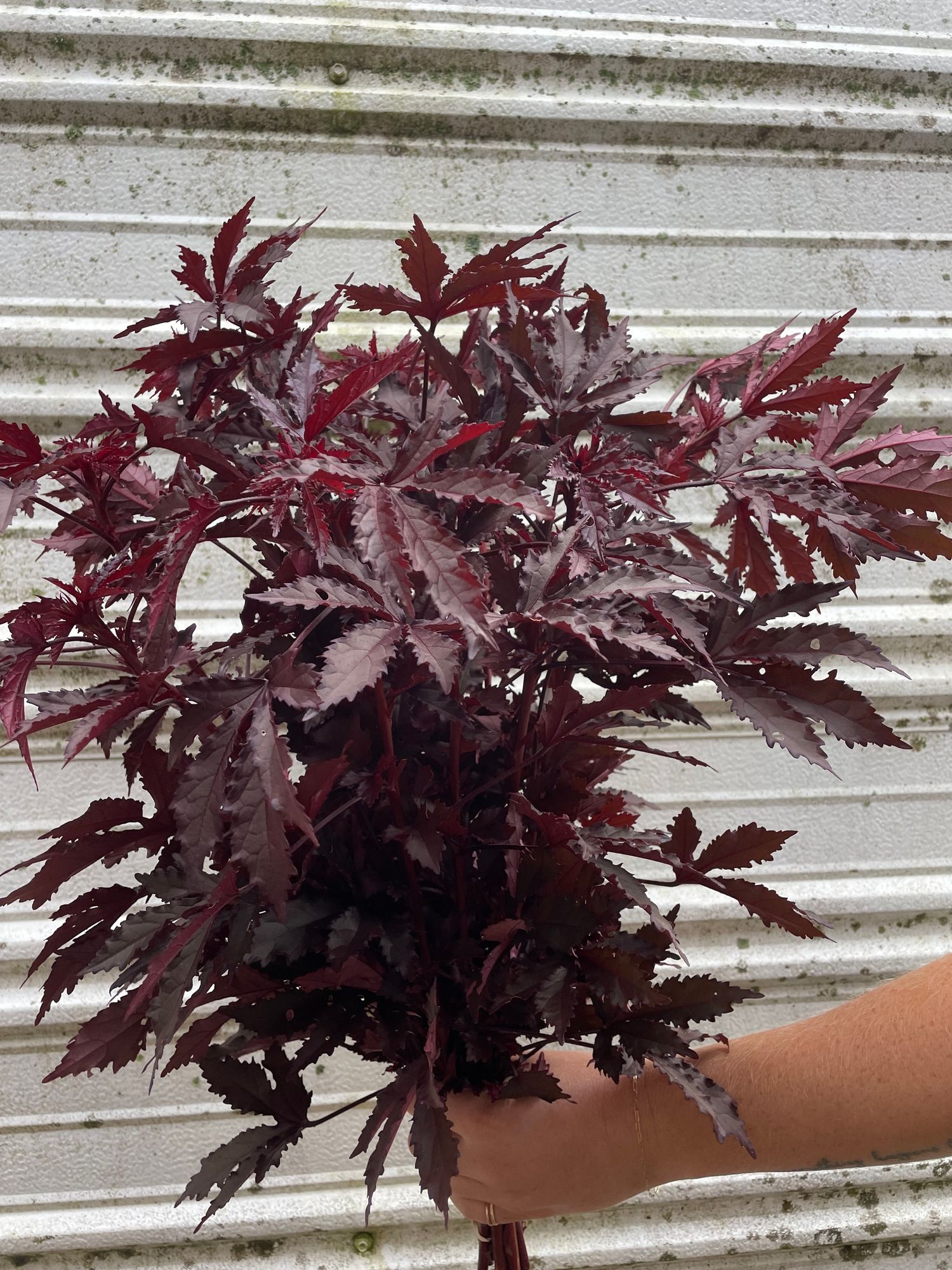 HIBISCUS acetosella