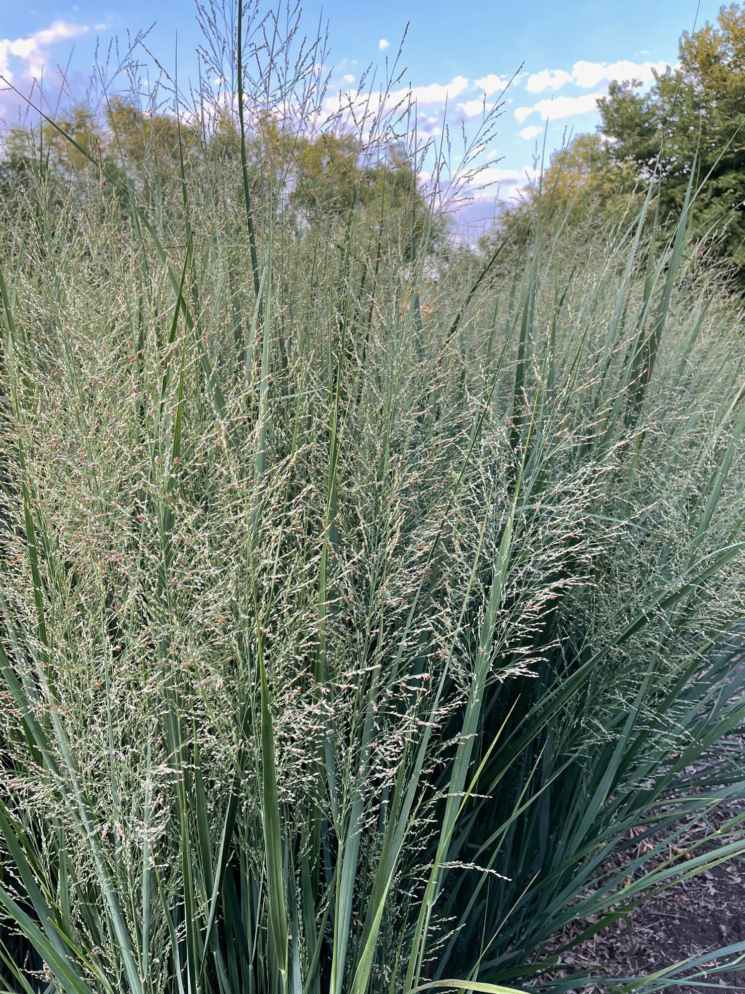 PANICUM virgatum Northwind