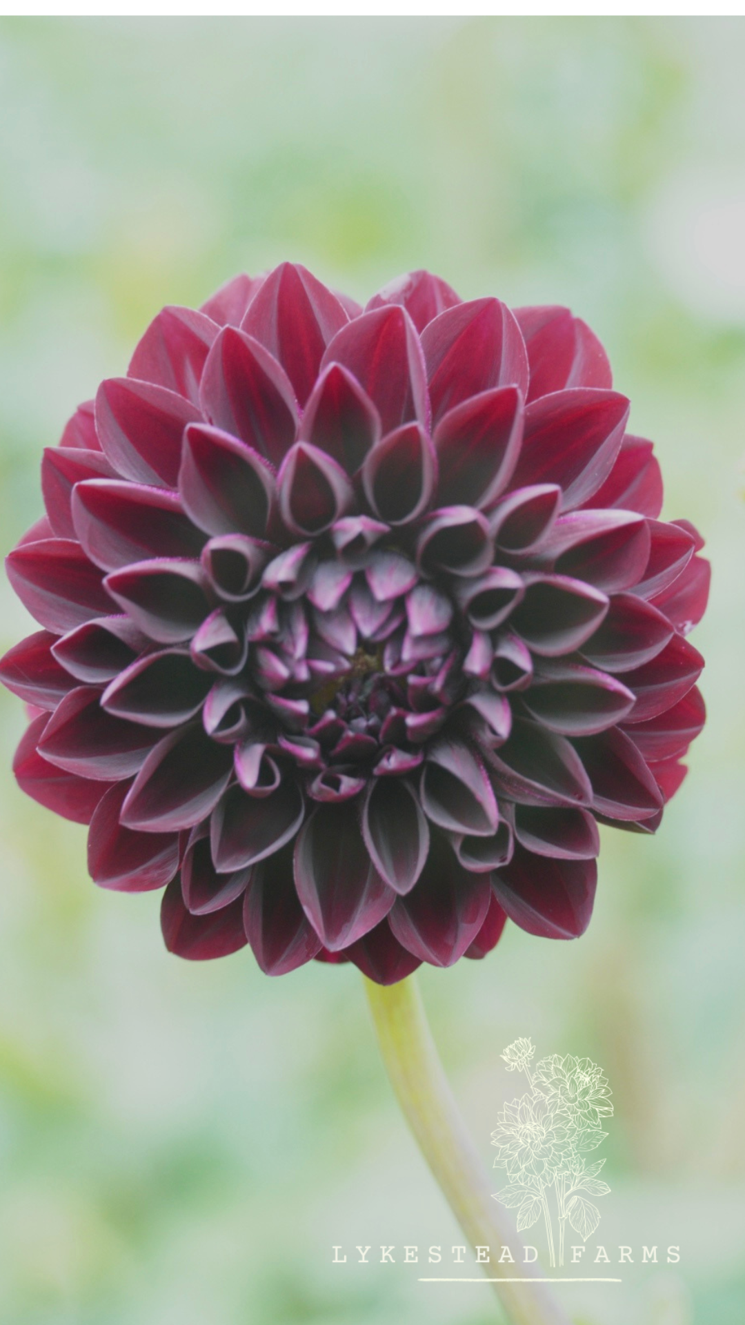 DAHLIA