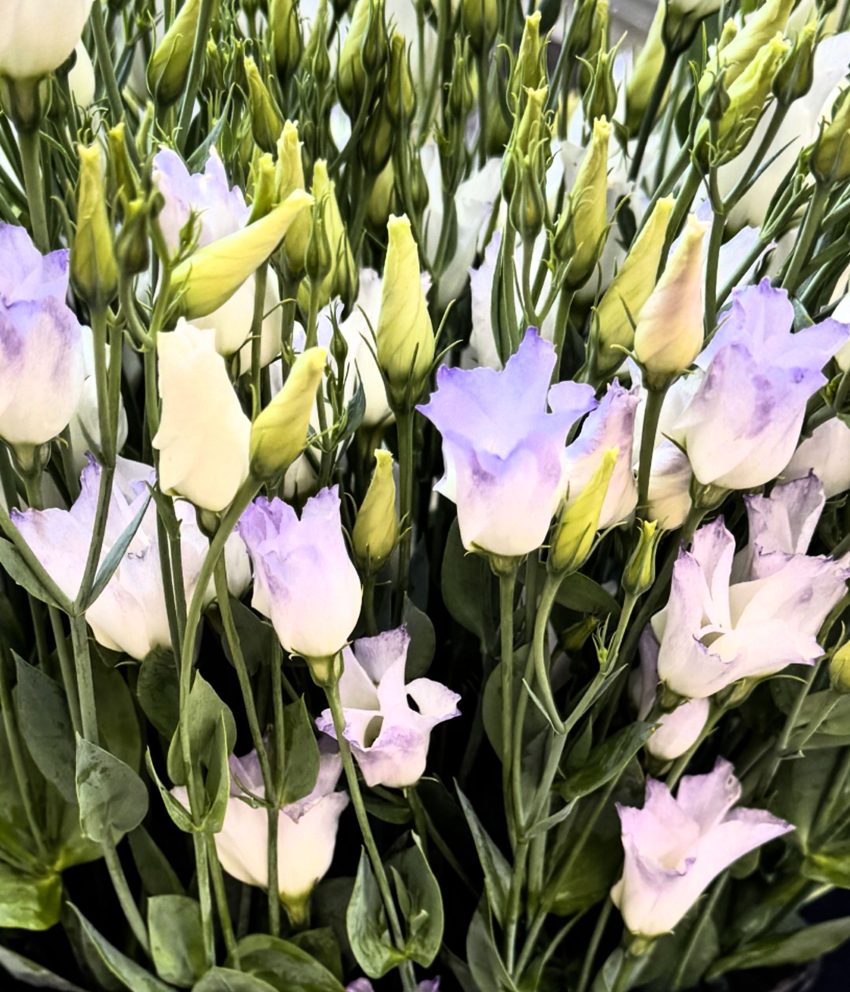 EUSTOMA grandiflorum Macheriena White